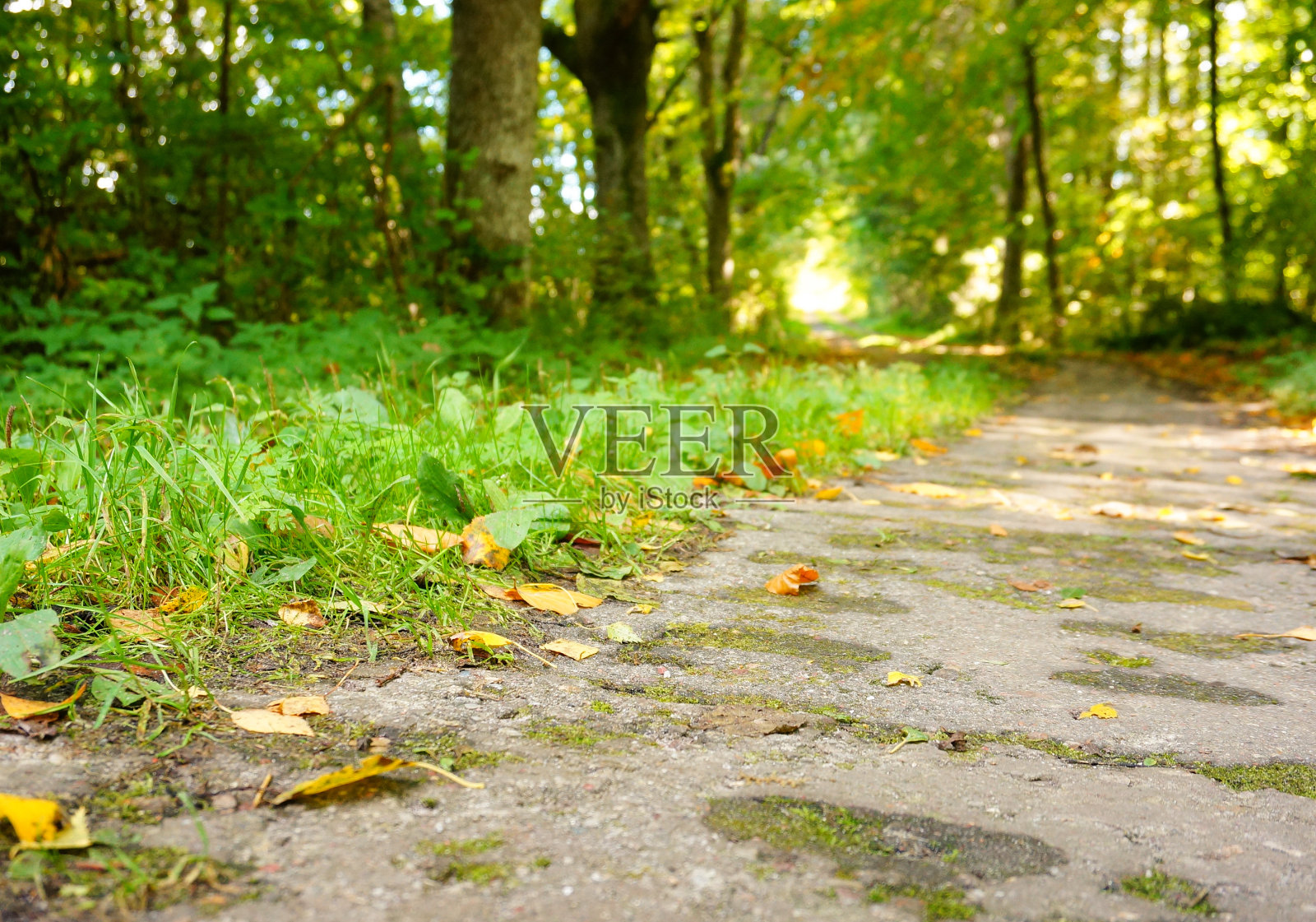 一个通往绿色公园的路径特写镜头照片摄影图片