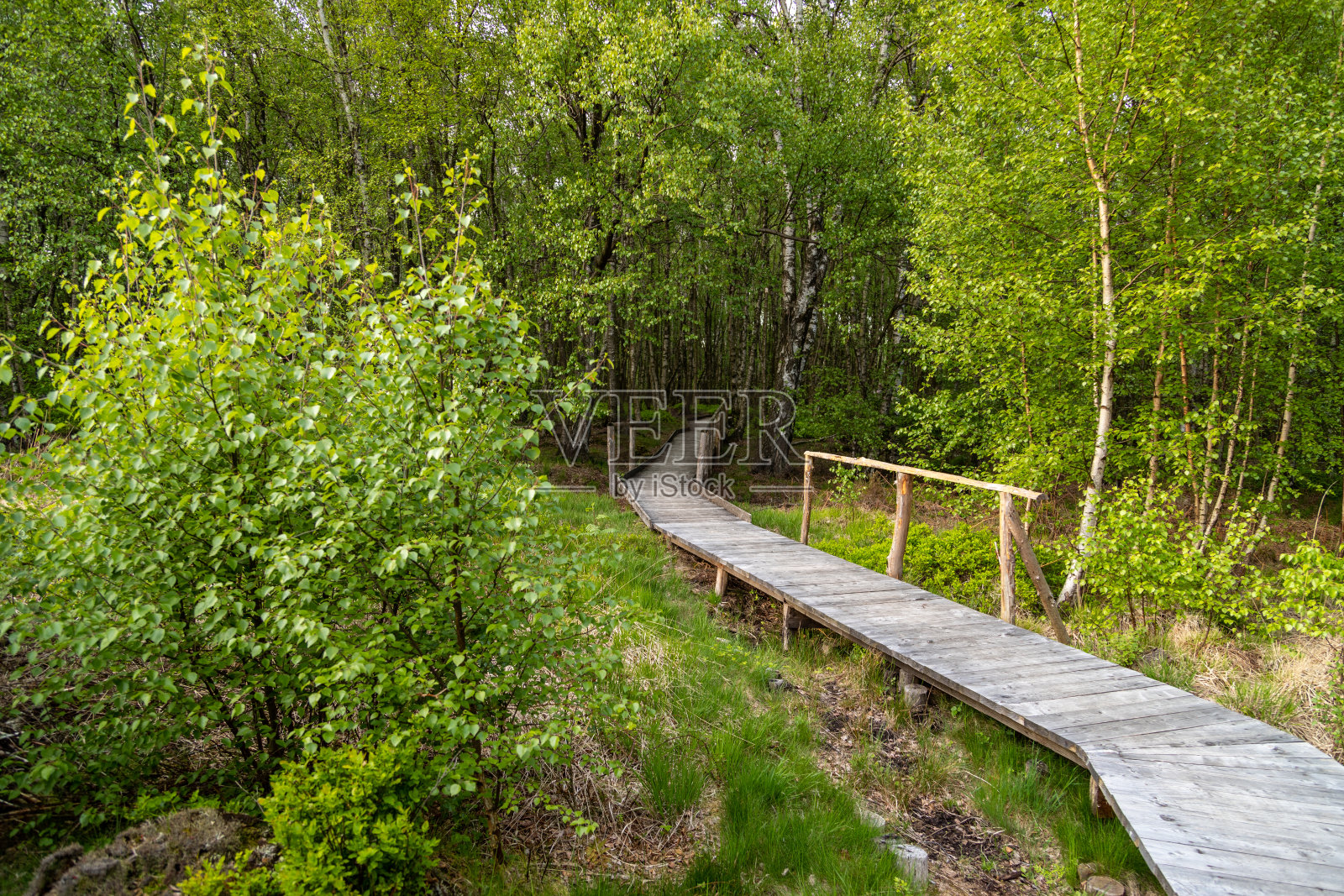 在Raffelsbrand地区的Todtenbruch Moor上的木栈道上的徒步小径照片摄影图片