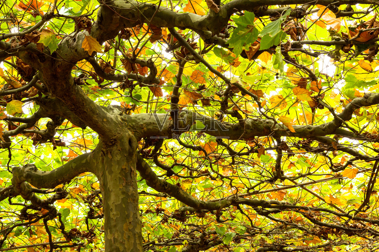 特写镜头的树与五颜六色的秋叶照片摄影图片