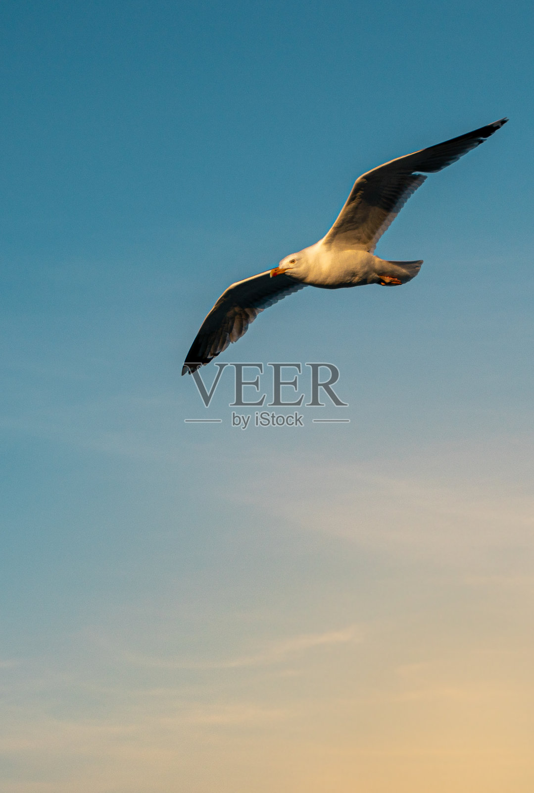 一只鸟在天空中飞行的垂直镜头照片摄影图片