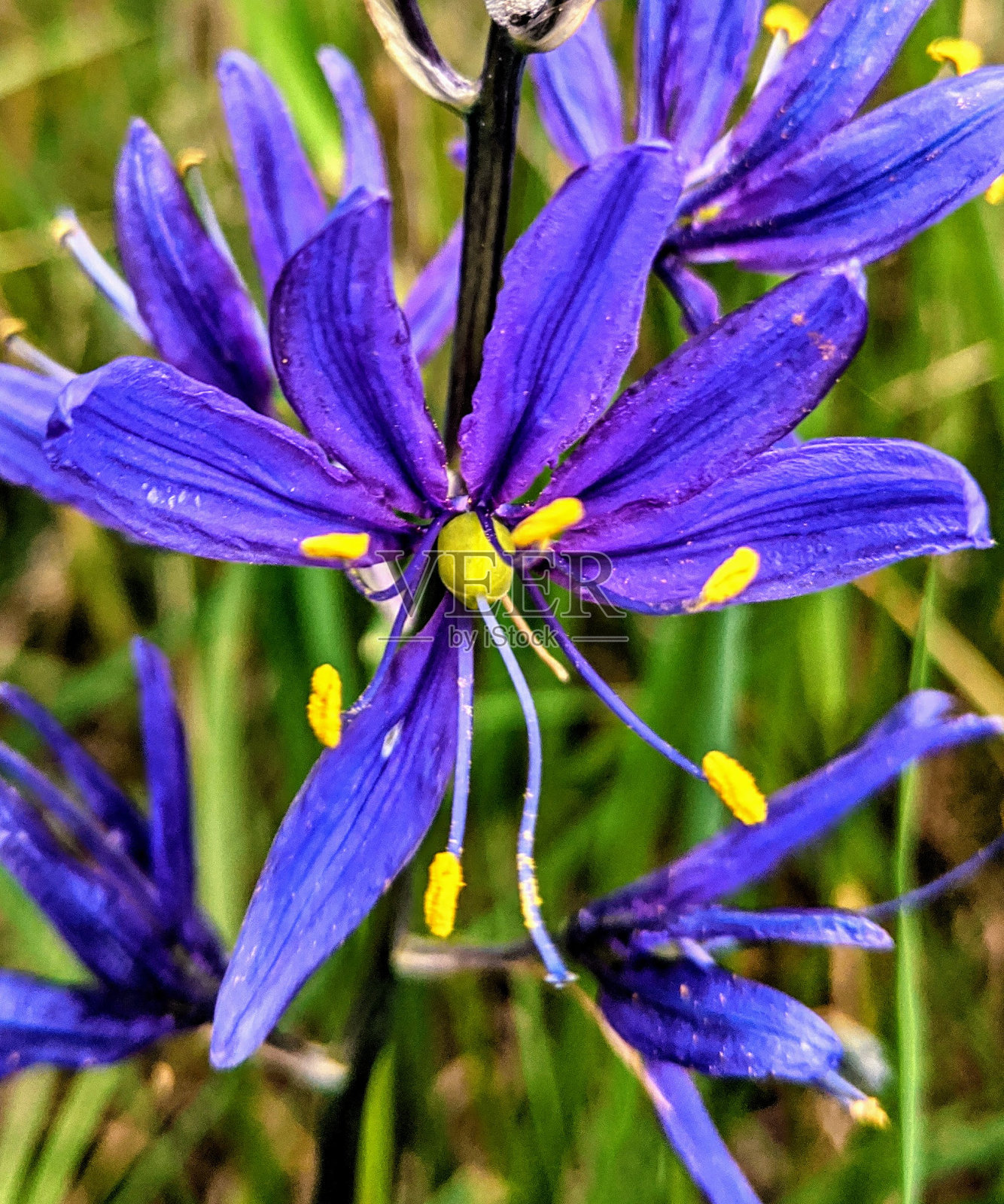 垂直拍摄的普通卡马花户外在白天照片摄影图片