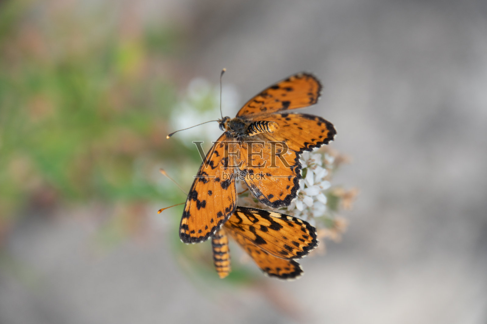 橙色蝴蝶(Melitaea didyma)在一朵花上的选择性特写照片摄影图片