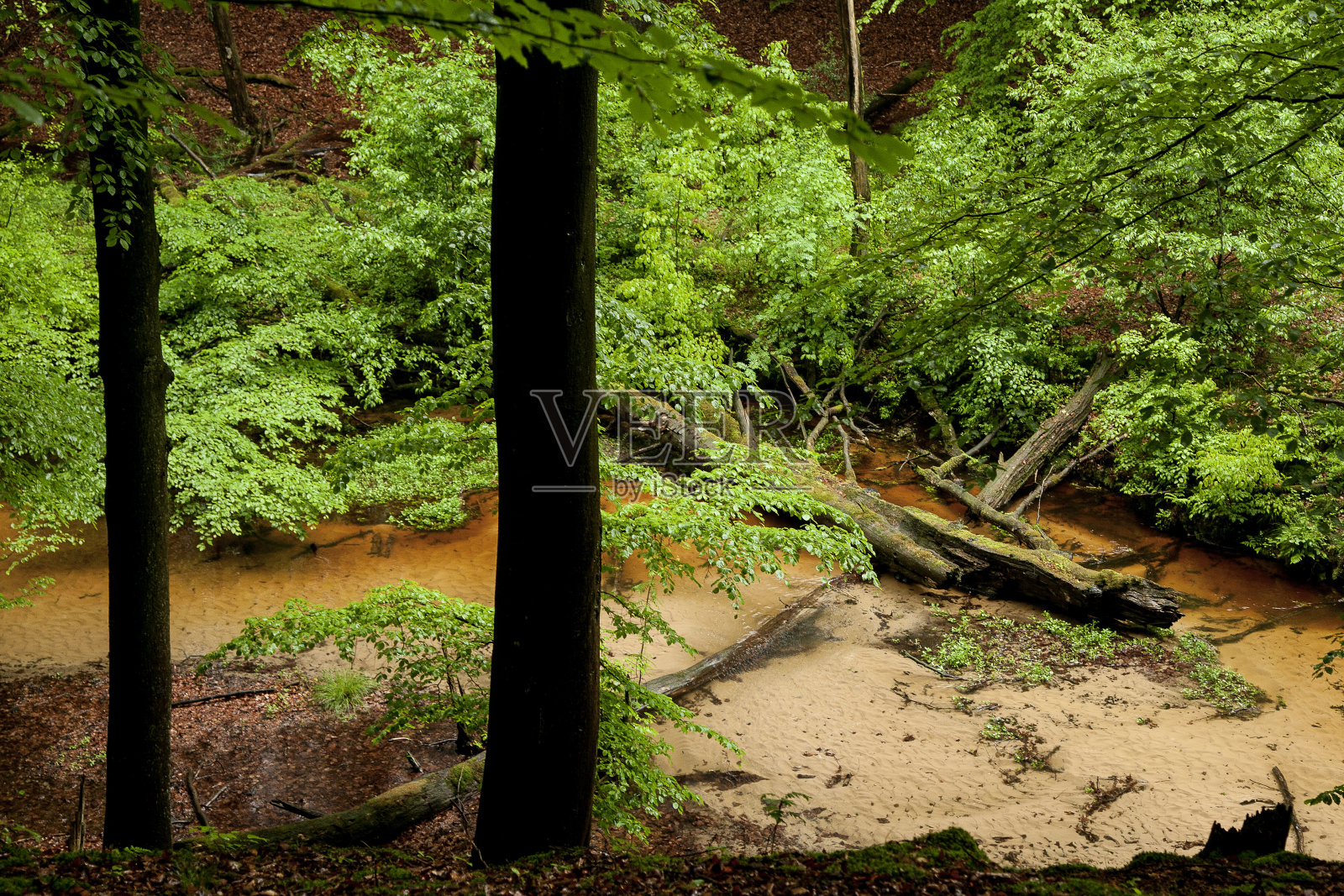 一条小溪悠闲地流过植被茂密的峡谷照片摄影图片
