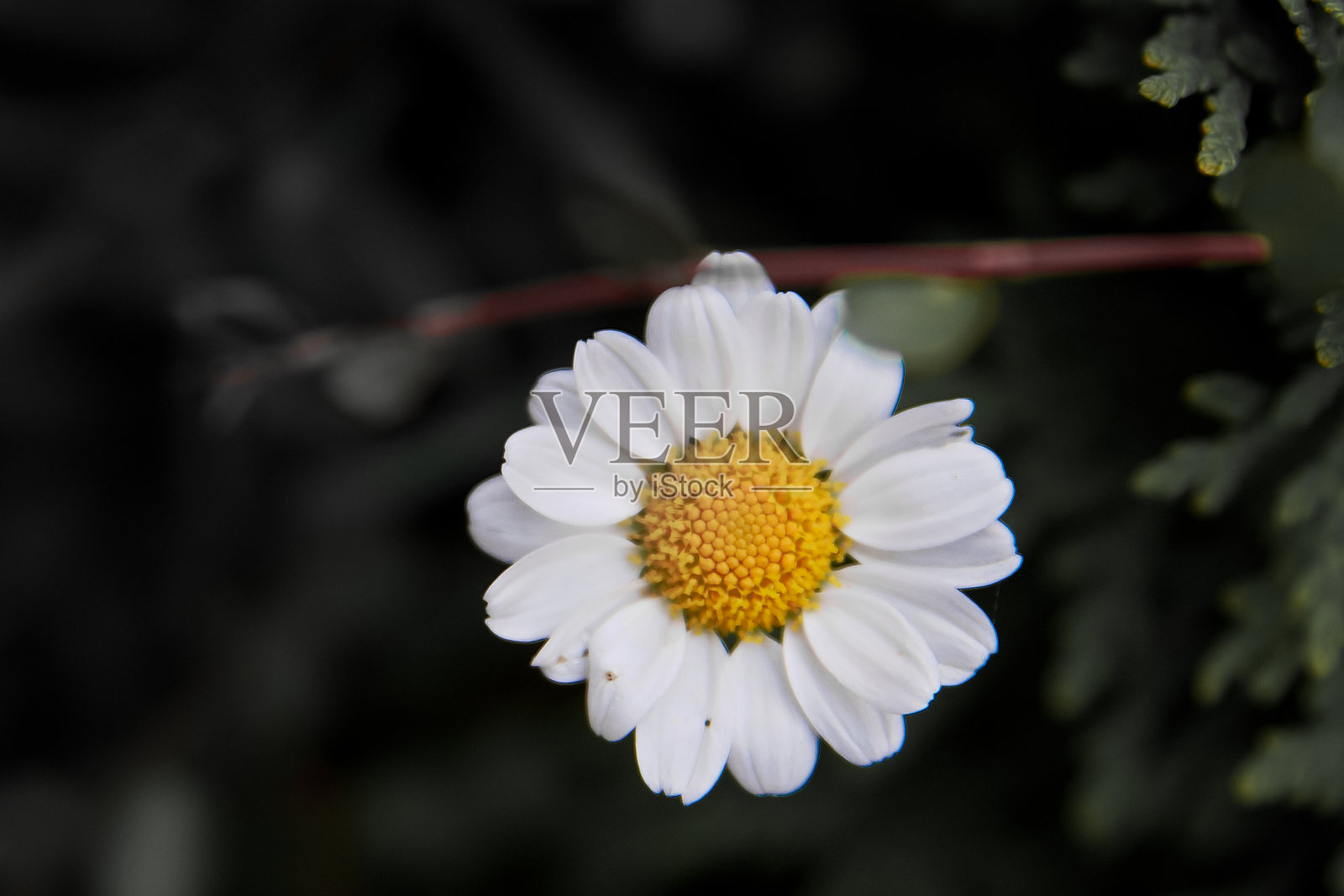 户外美丽的洋甘菊花微距镜头照片摄影图片