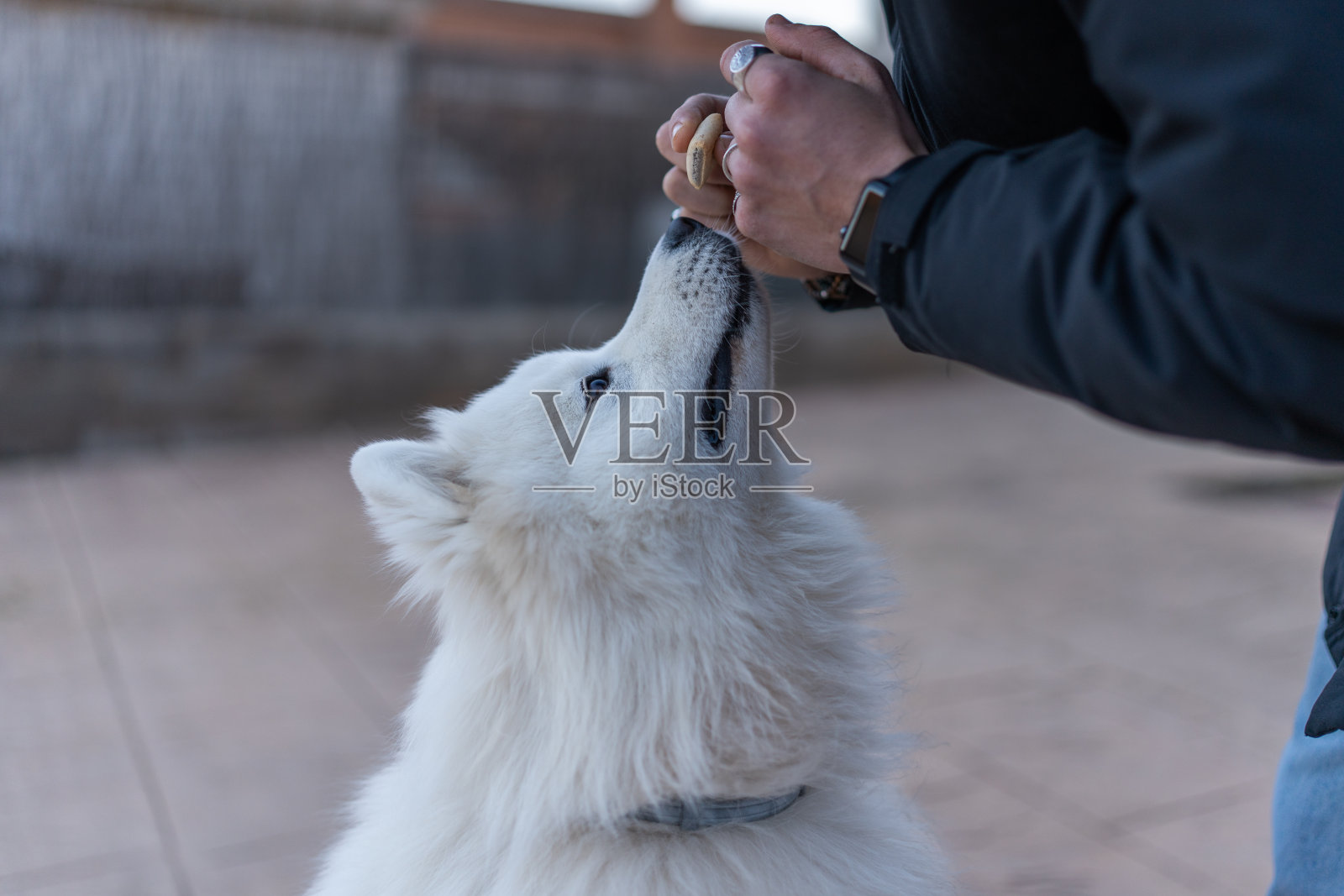 庄稼主人正在款待狗照片摄影图片