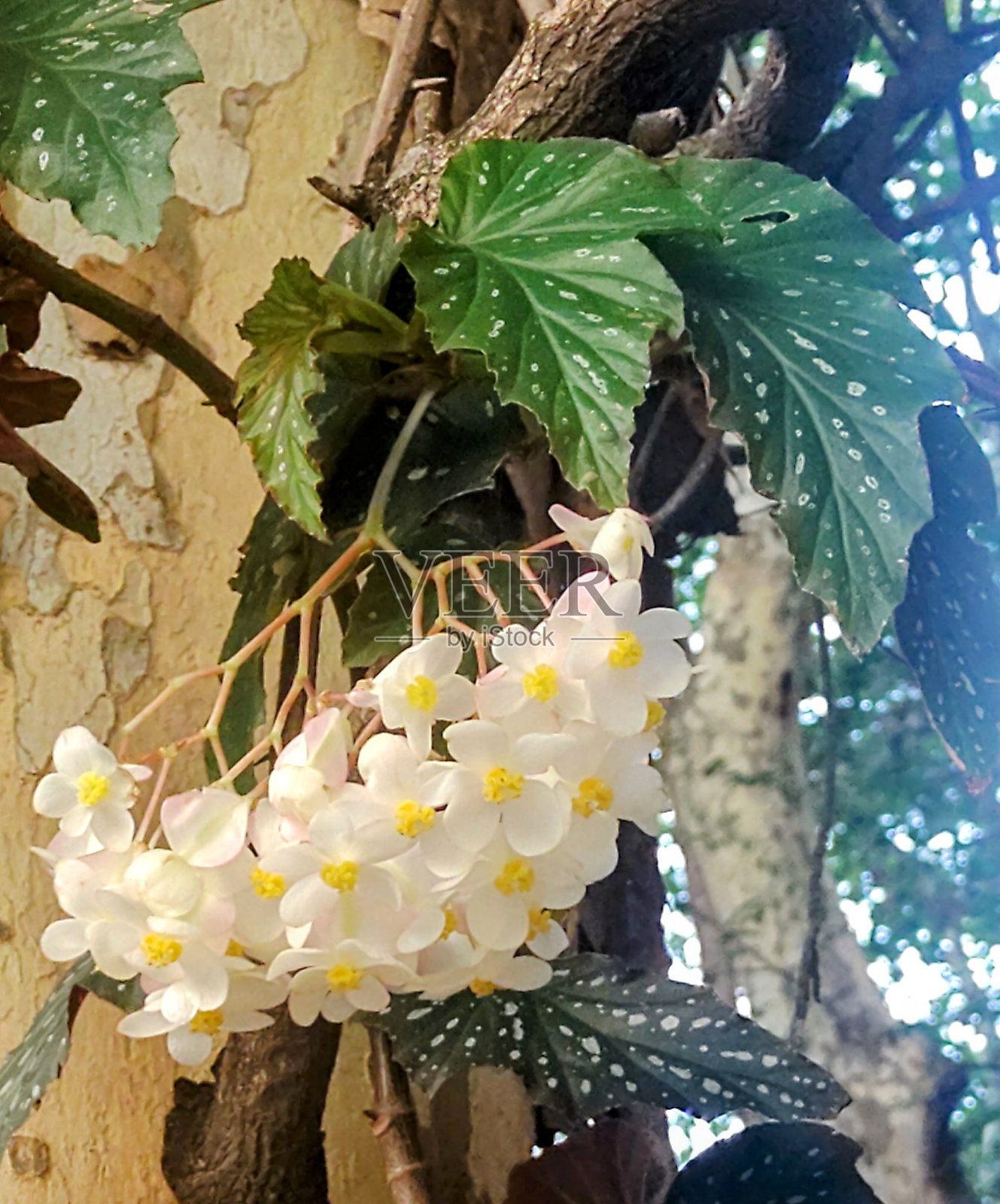 秋海棠属植物照片摄影图片