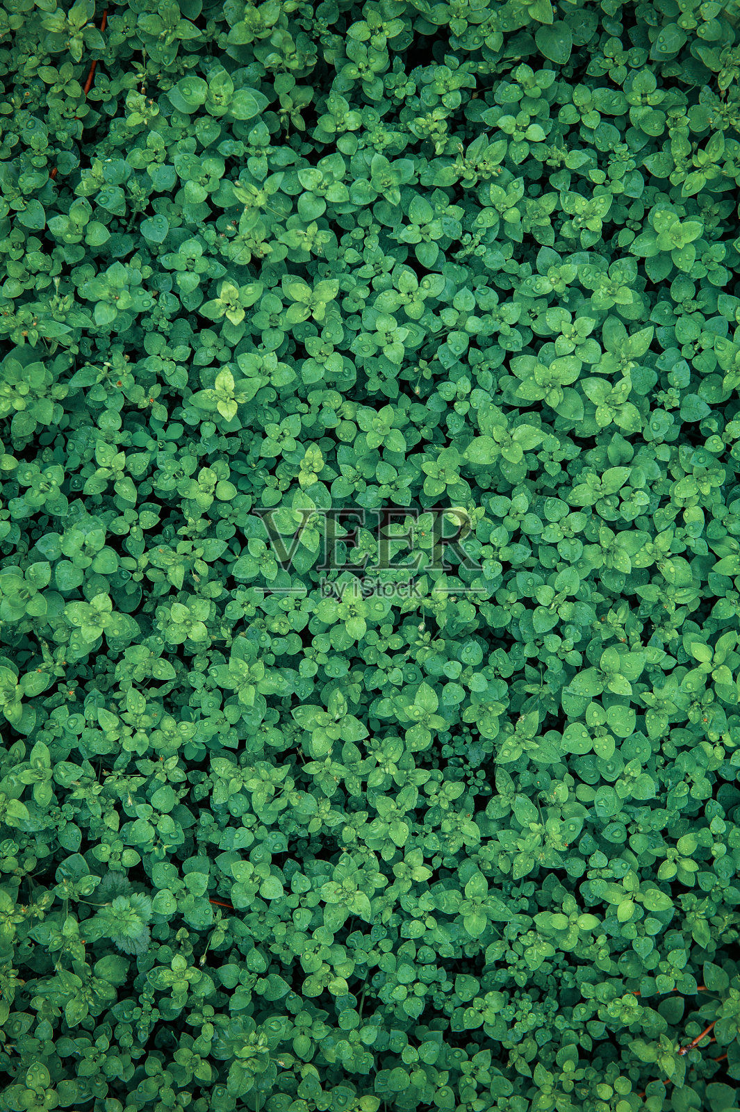 抽象的自然背景，绿色的植物叶子和雨滴照片摄影图片
