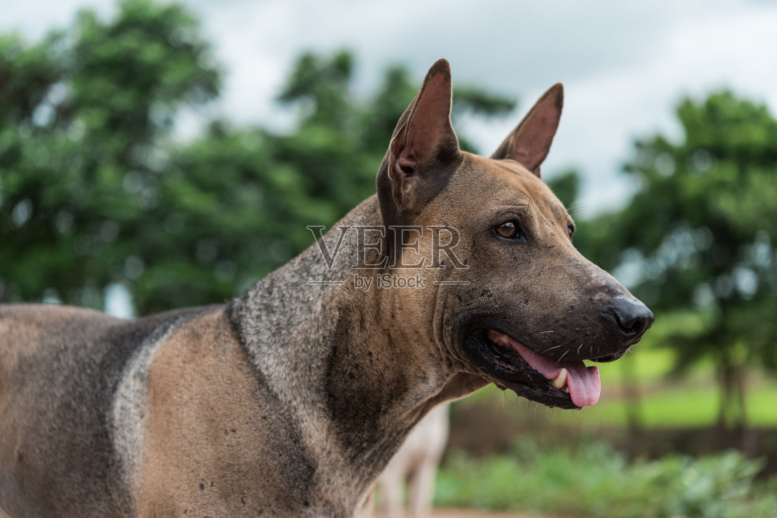 田野里的泰国狗照片摄影图片