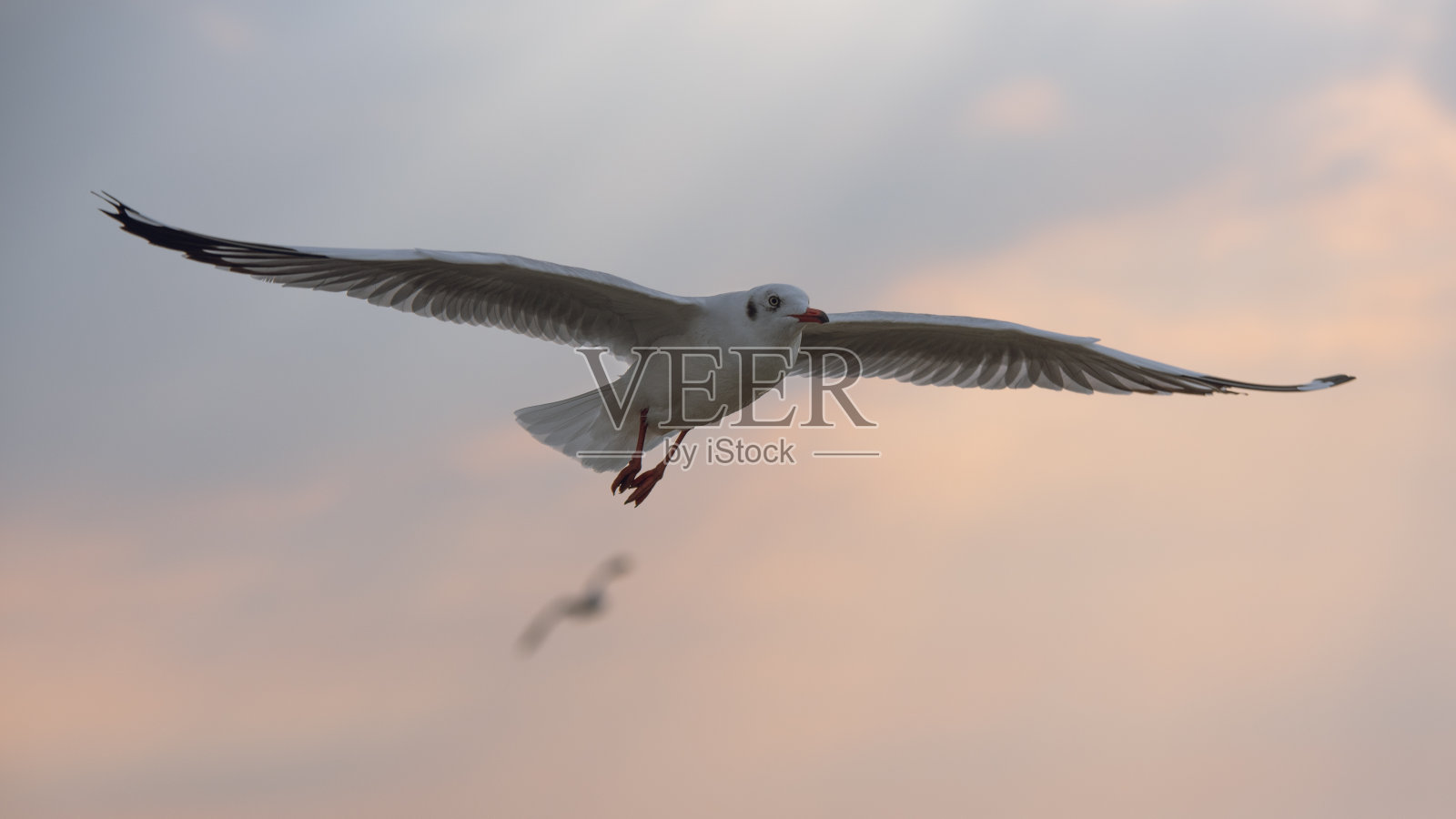 日落时的海鸥，泰国海湾附近的邦普。照片摄影图片