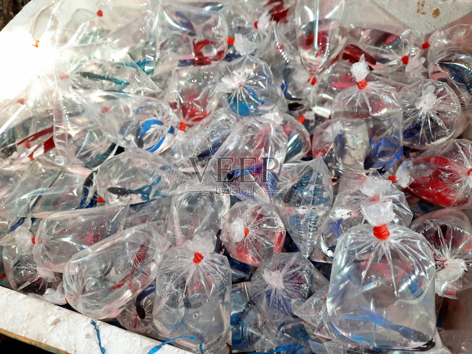 在曼谷宠物市场出售塑料袋装的水族馆暹罗斗鱼。照片摄影图片