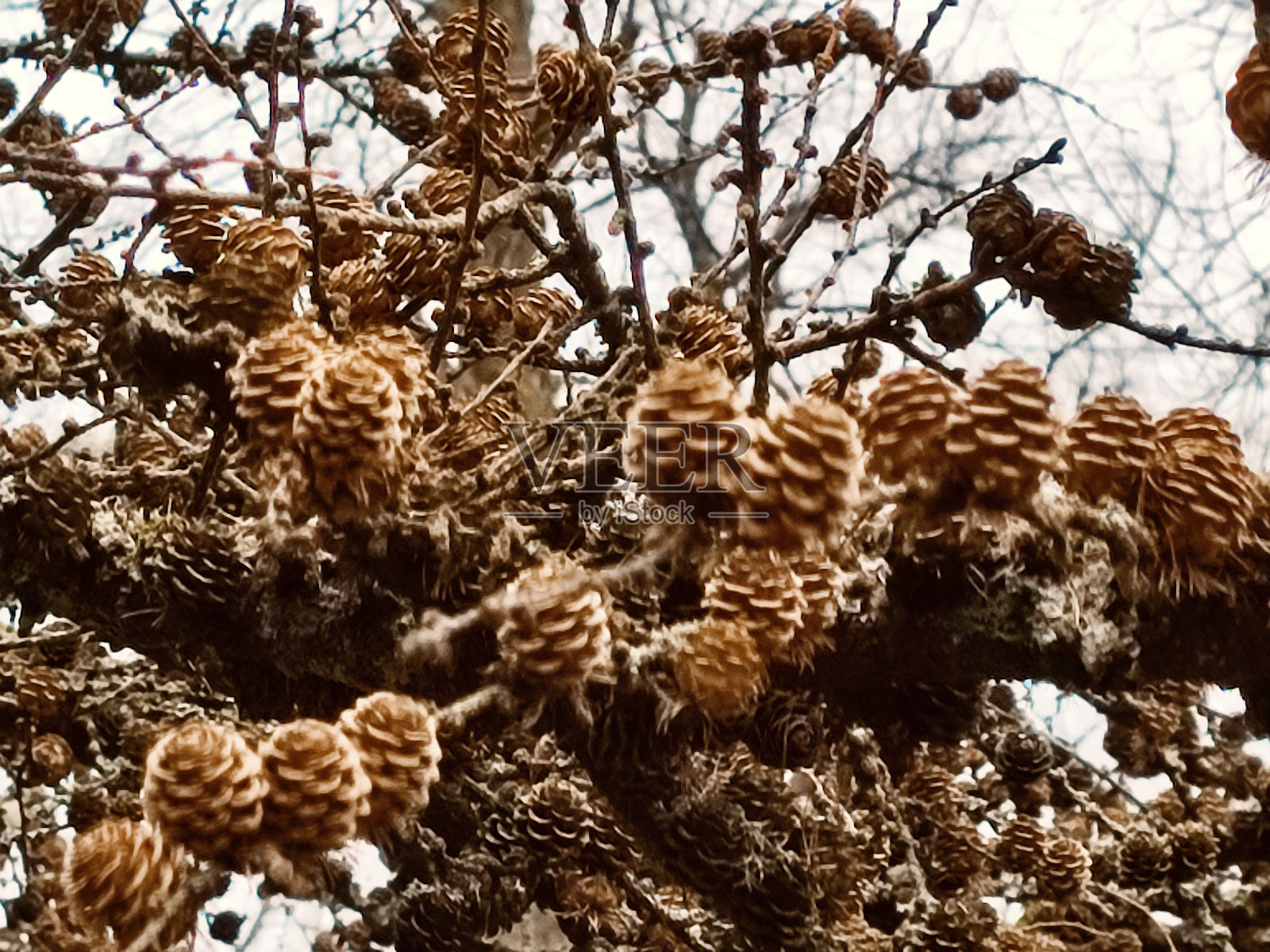 秋天，英国英格兰格拉斯哥公园附近的松果照片摄影图片