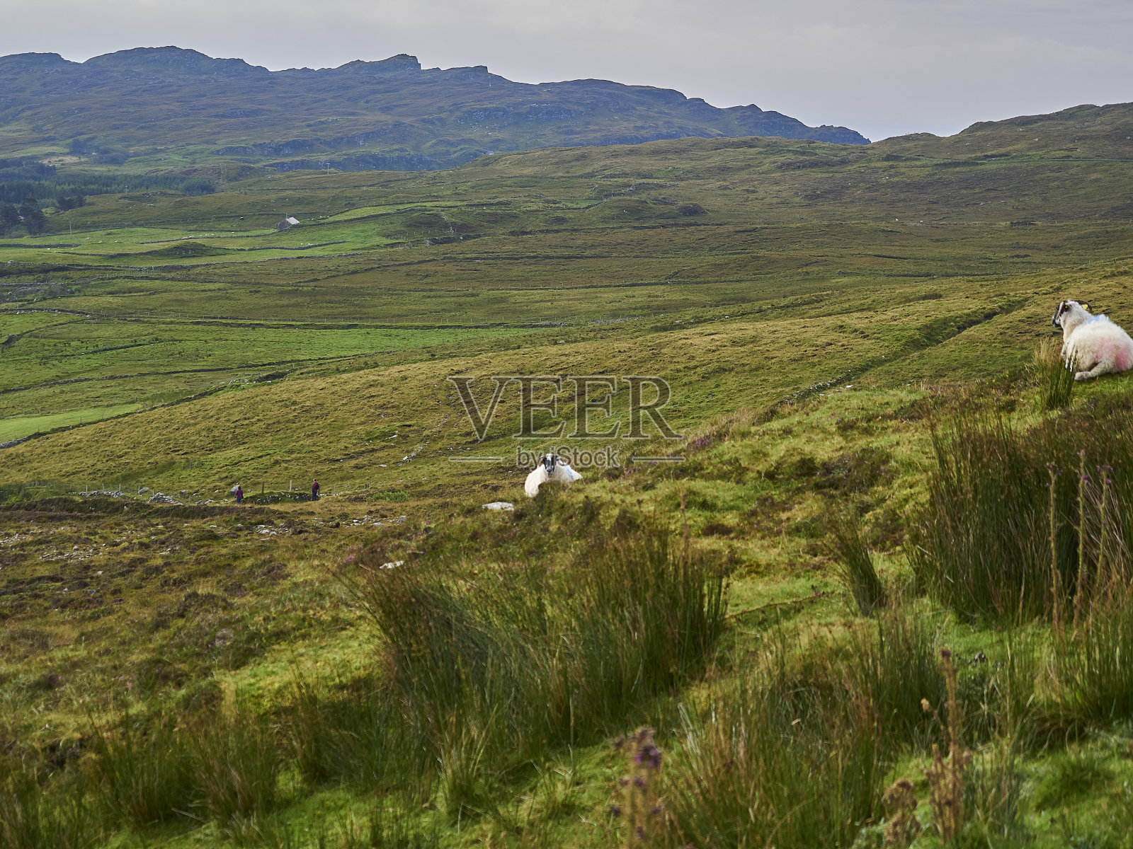 羊群站在崎岖不平的草地上。照片摄影图片