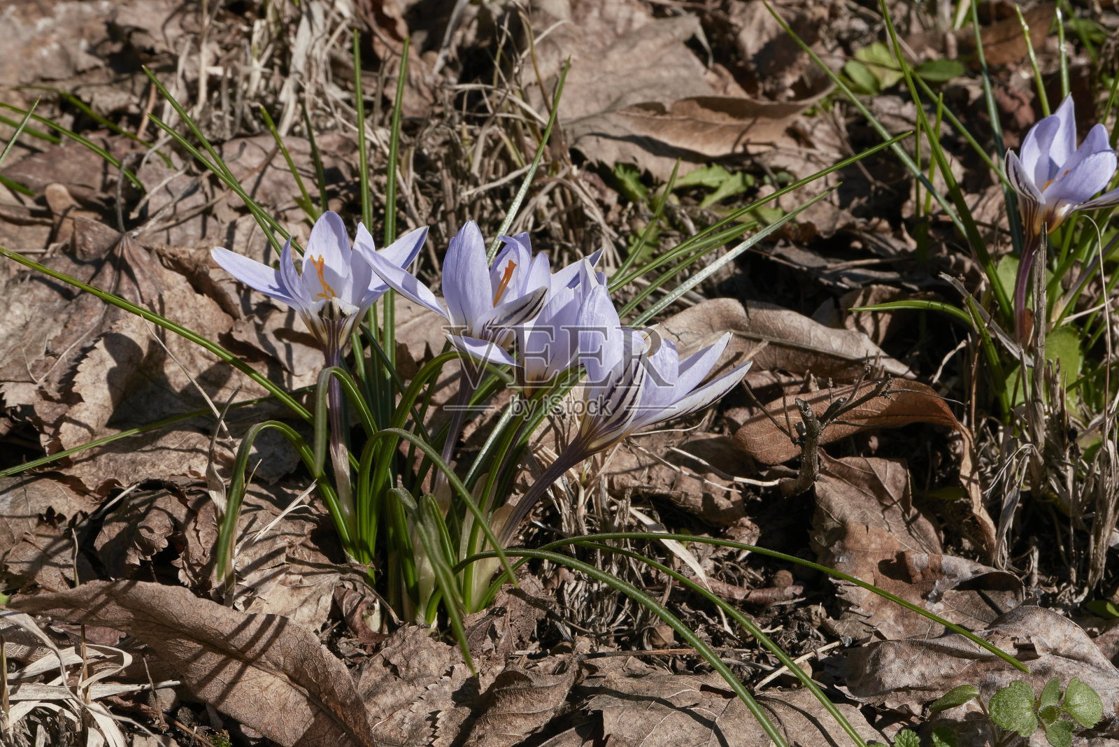 盛开的两花番红花照片摄影图片