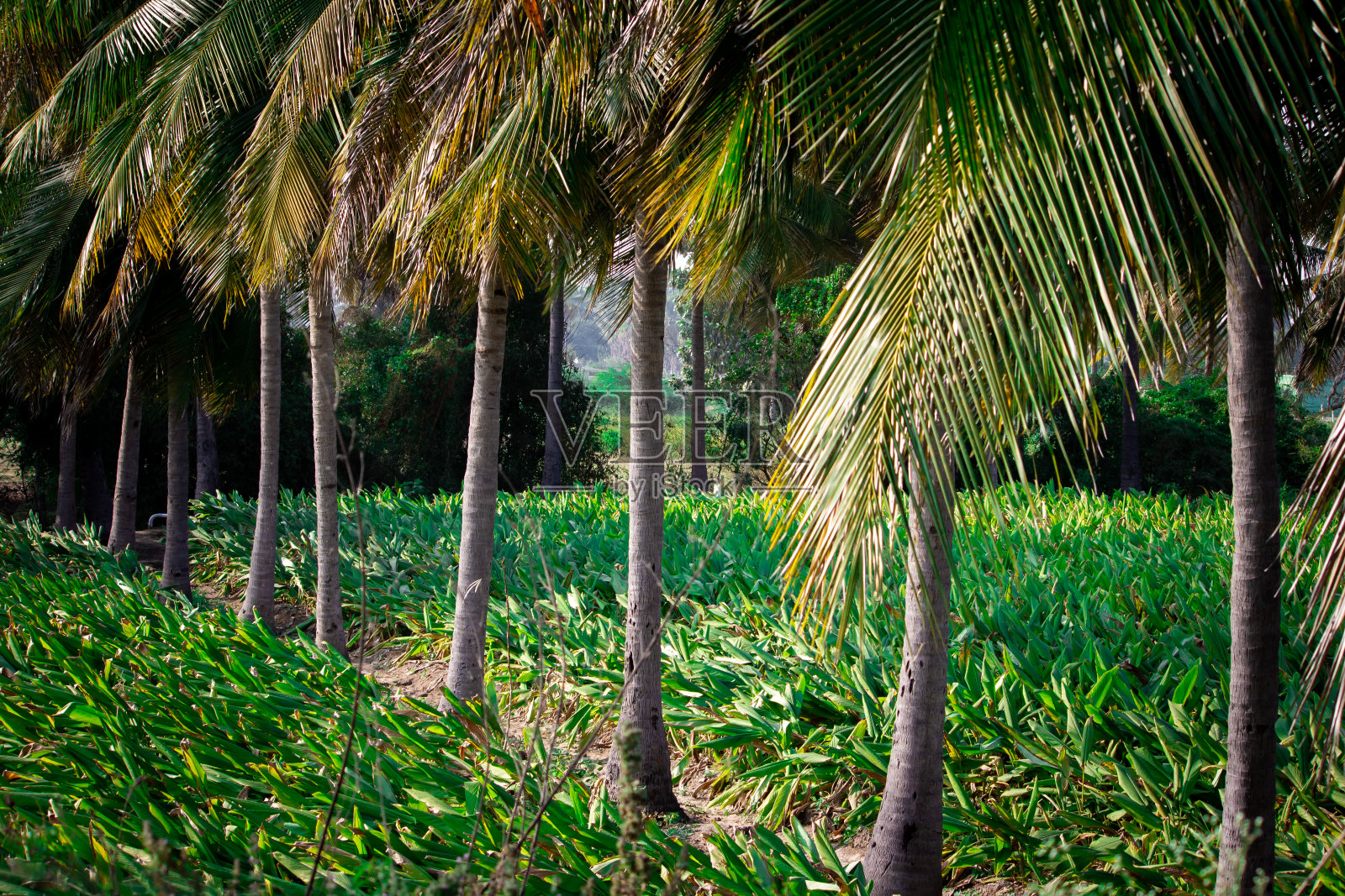 姜黄种植园(姜黄)，在农村村庄泰米尔纳德邦，印度照片摄影图片