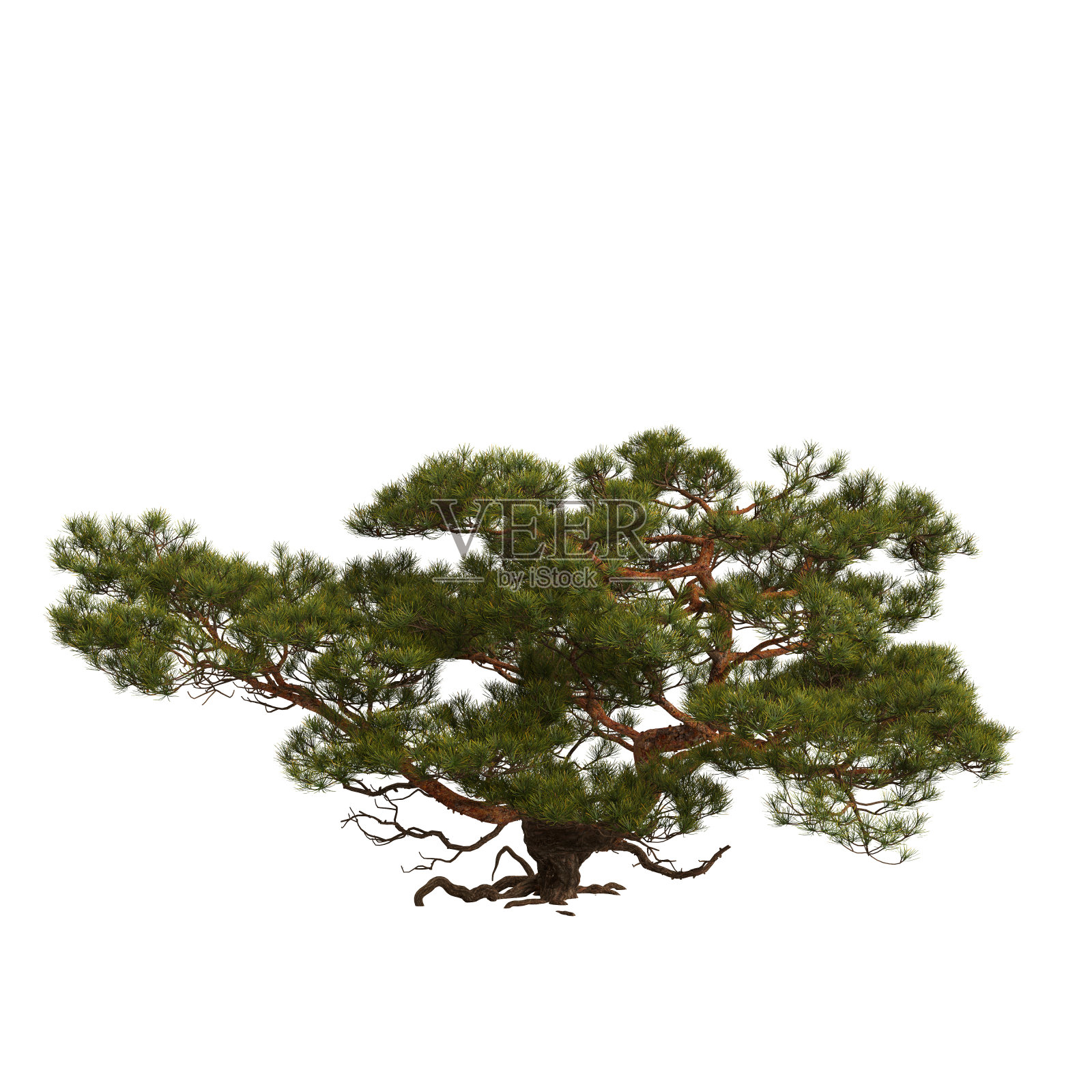 在白色背景上孤立的岩石上的松树的3d插图照片摄影图片