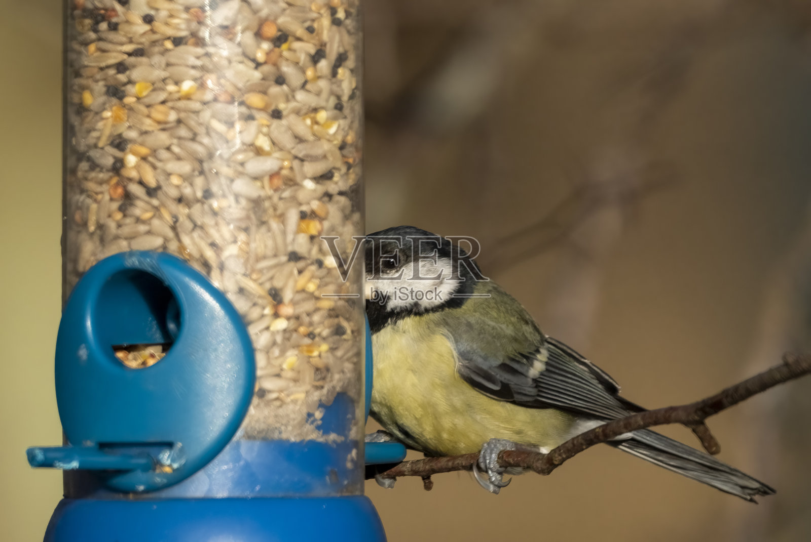 戈斯福斯自然保护区，一只大山雀在喂鸟器上照片摄影图片