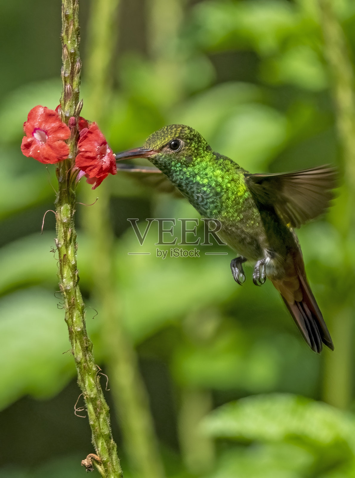 红尾蜂鸟在哥斯达黎加进食照片摄影图片