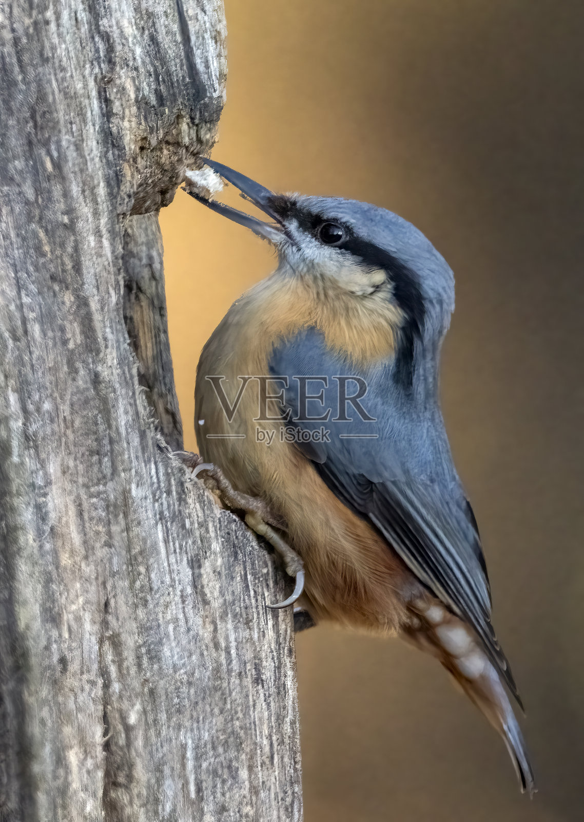 树干上的五子草照片摄影图片