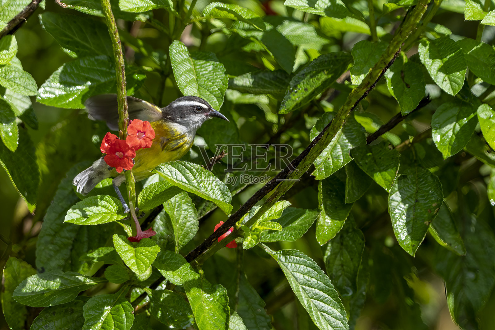 哥斯达黎加开花灌木上的香蕉照片摄影图片