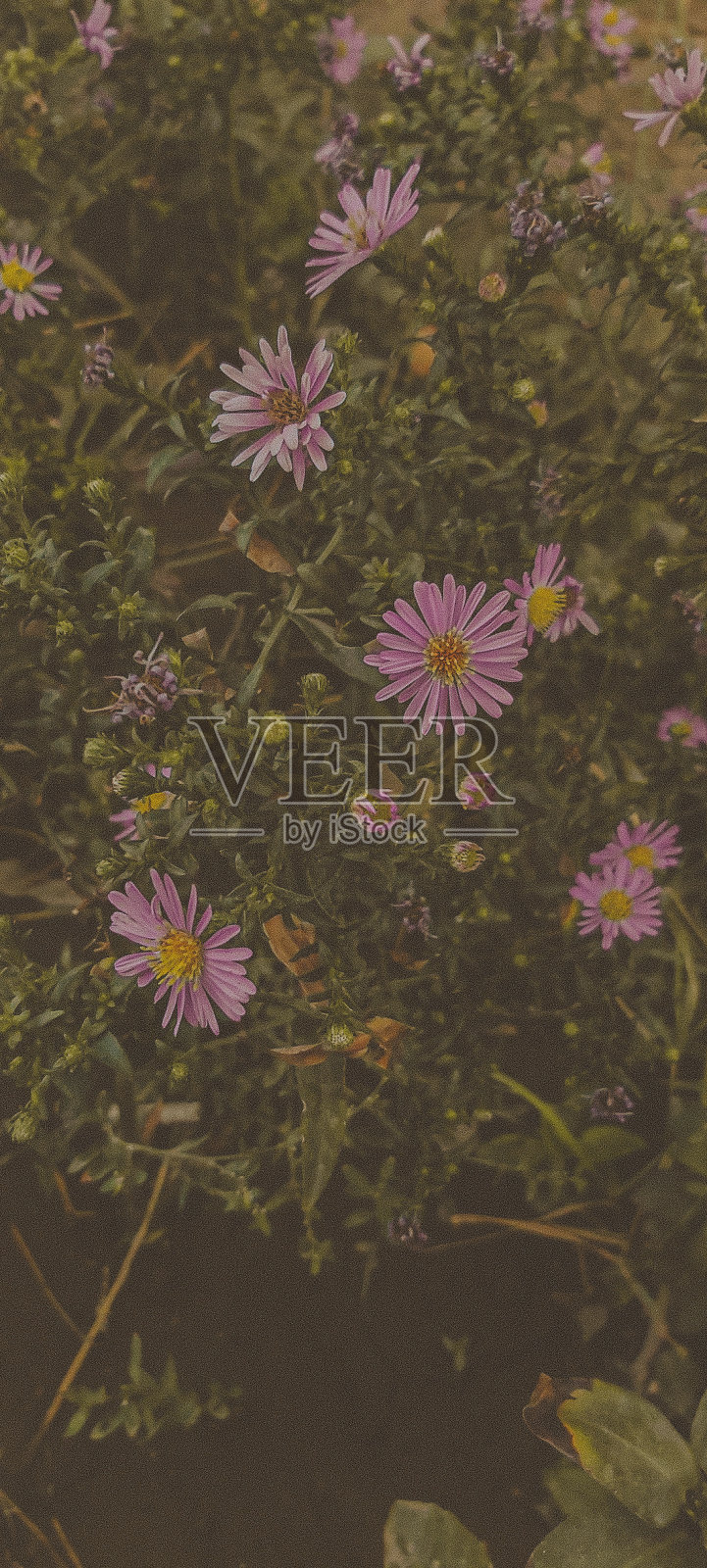 野花照片摄影图片