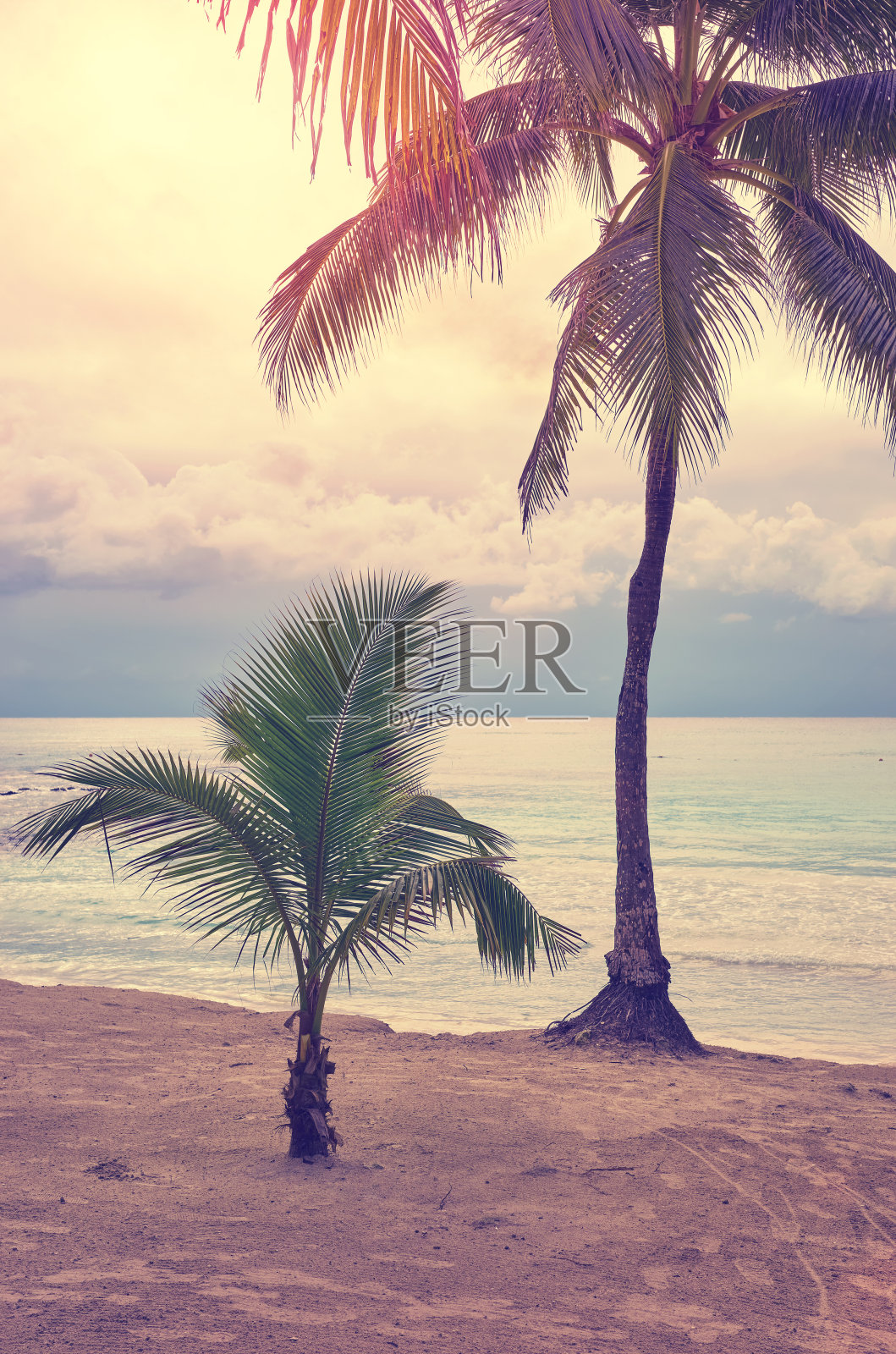 日落时分热带海滩上的椰子树。照片摄影图片