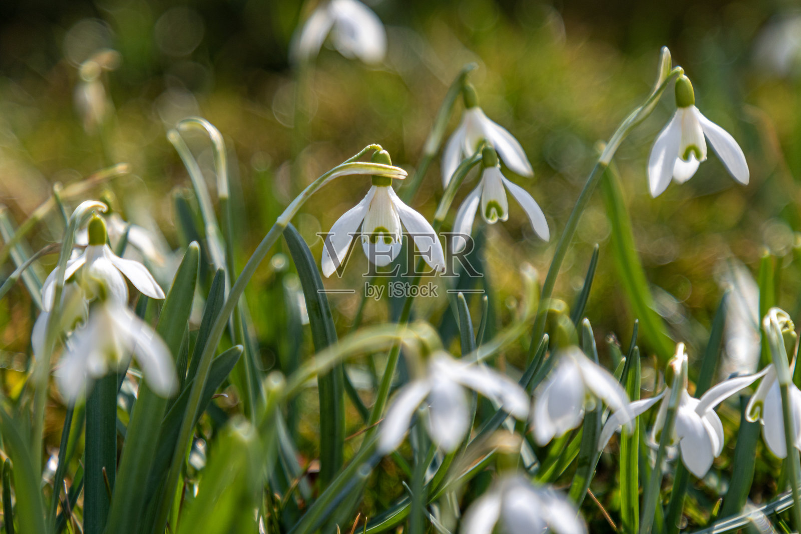 绿草地上的雪花莲照片摄影图片