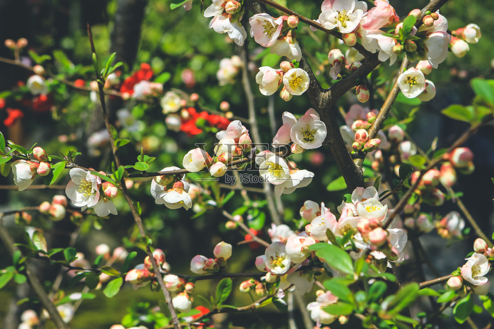 一株中国的榅桲花开在一棵带刺的榅桲树上照片摄影图片