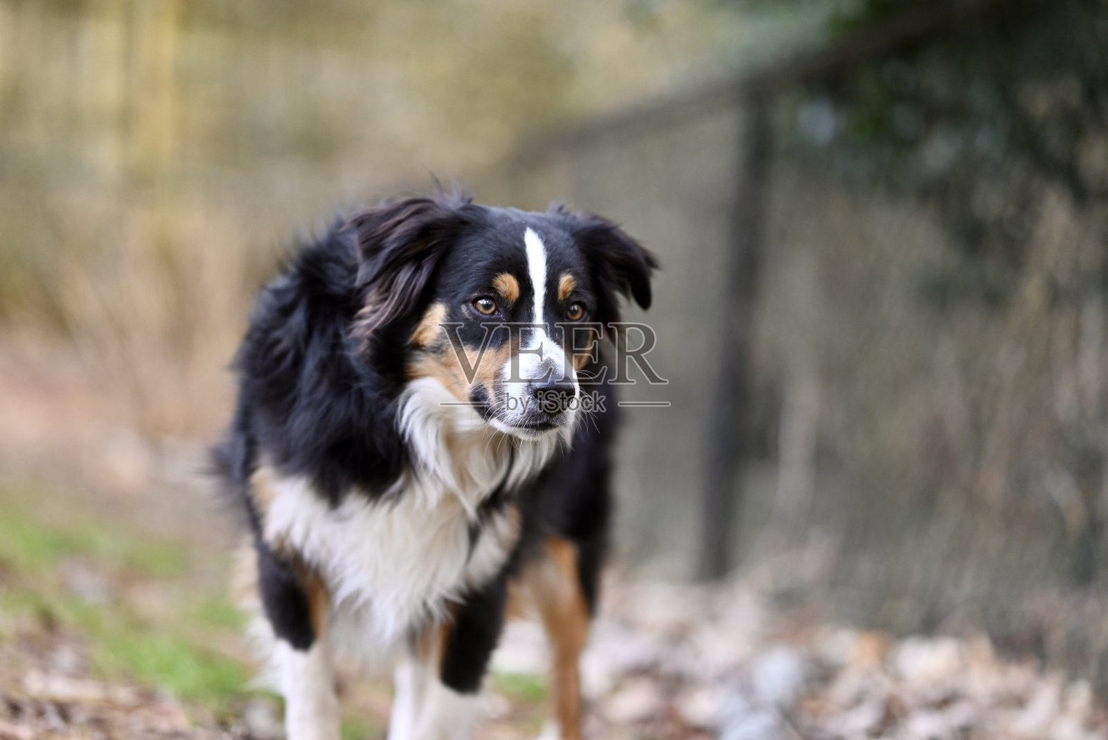 一只澳大利亚牧羊犬在户外散步照片摄影图片