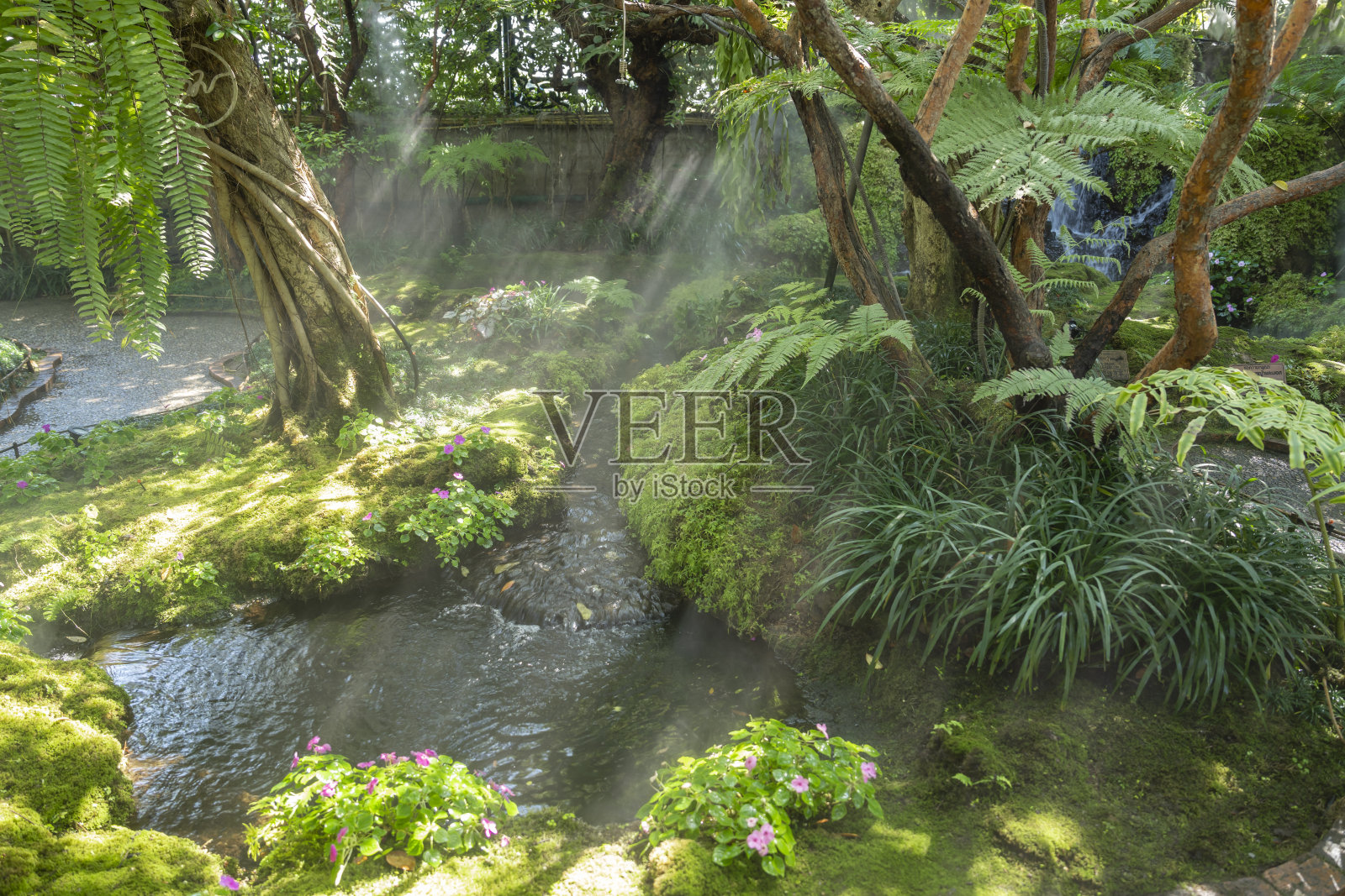 美丽的春天苔藓和蕨类在花园大树下，清迈，泰国照片摄影图片
