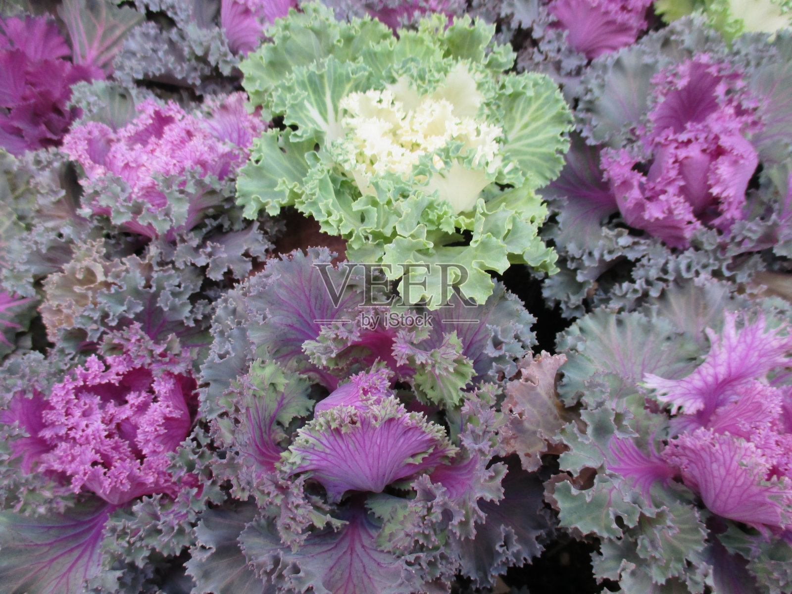 有鲜艳的白色和粉红色的开花羽衣甘蓝，为秋天的花坛增添了美丽的色彩照片摄影图片