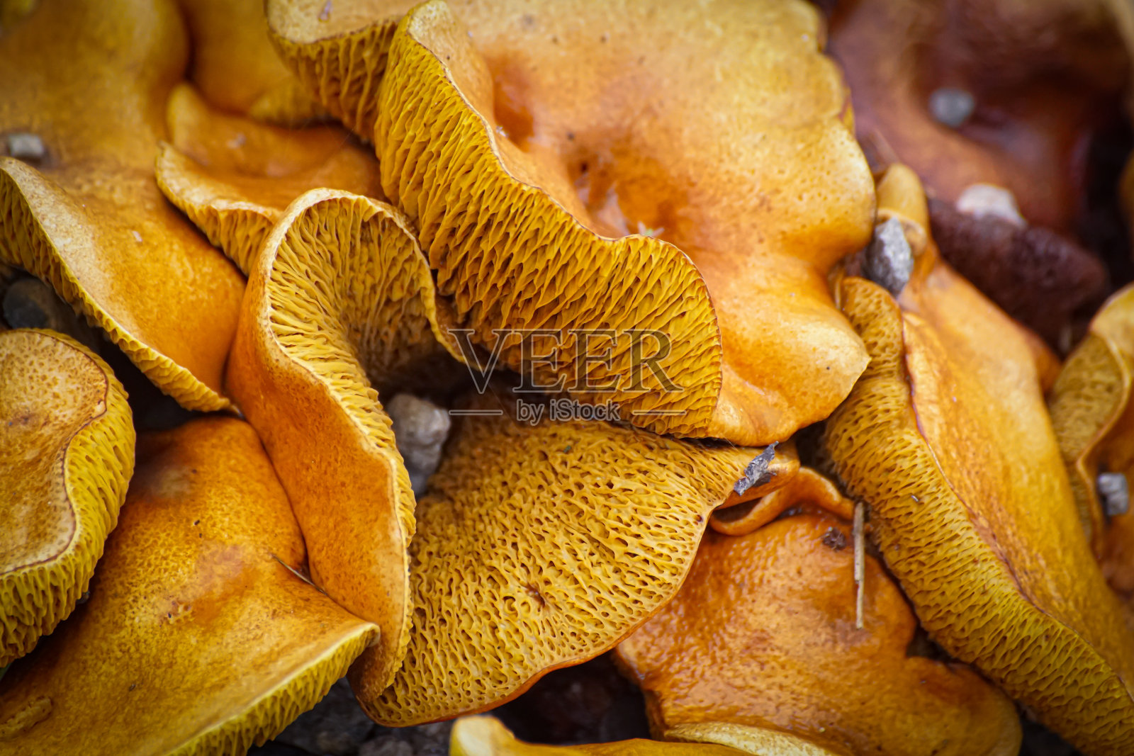 秋季蘑菇的全帧照片照片摄影图片