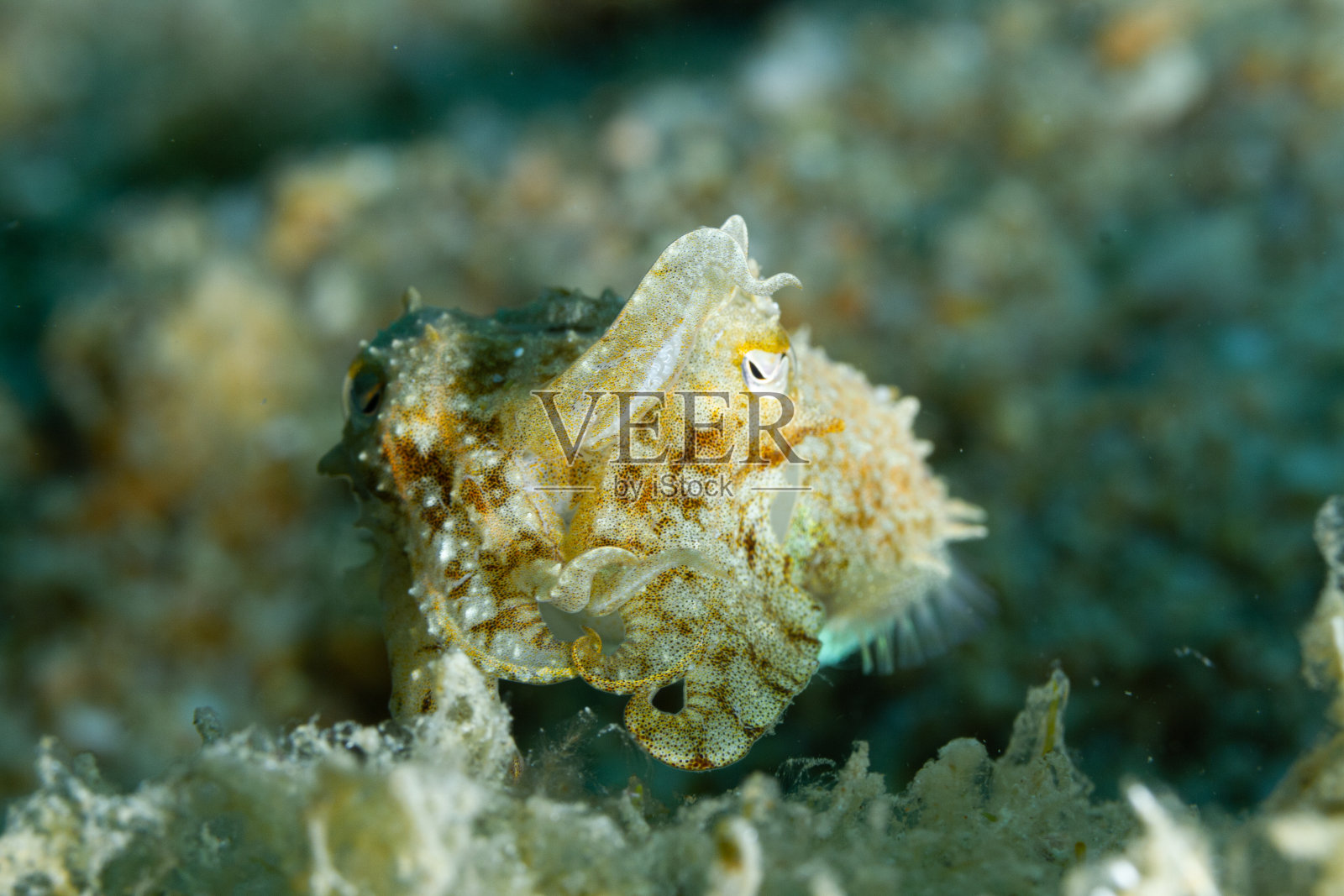 完美的伪装照片摄影图片