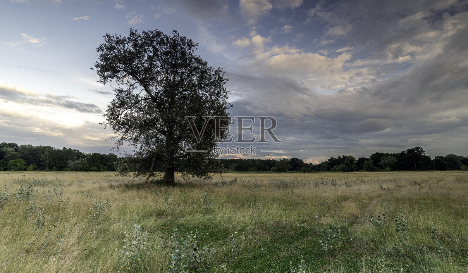 公园里的风景。老树。照片摄影图片