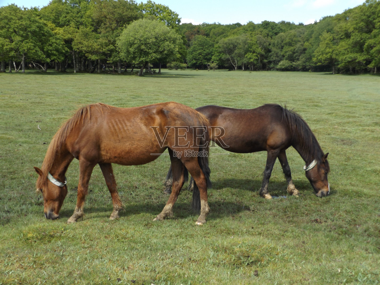 在阳光下，两匹马在森林附近的农场上吃草照片摄影图片