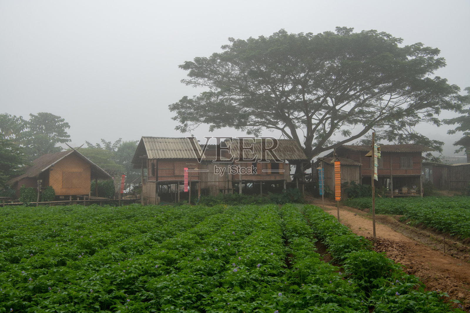泰国，清岛，曼港，雾气缭绕的村庄和马铃薯田。照片摄影图片