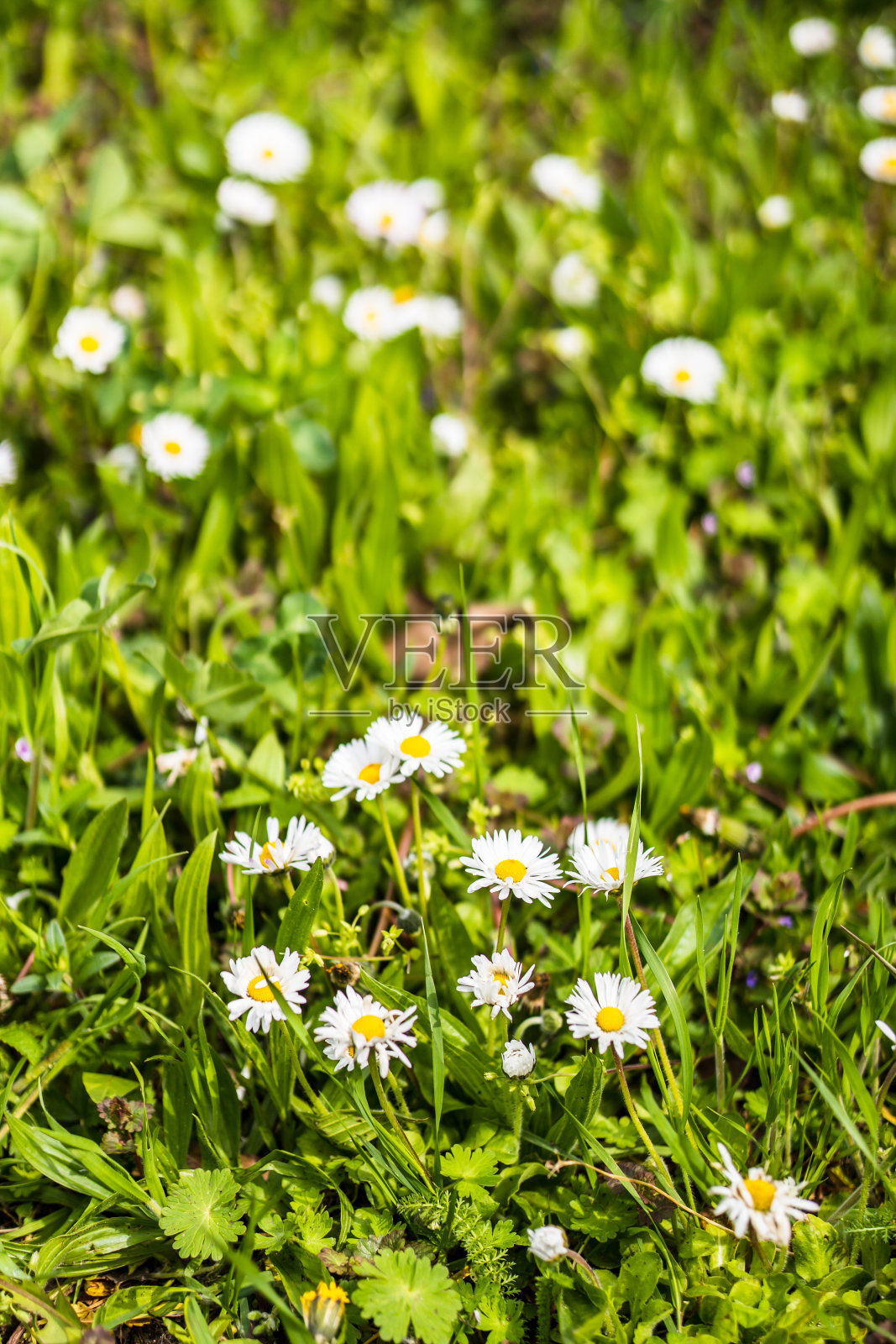垂直拍摄的雏菊花在明亮的草地上照片摄影图片