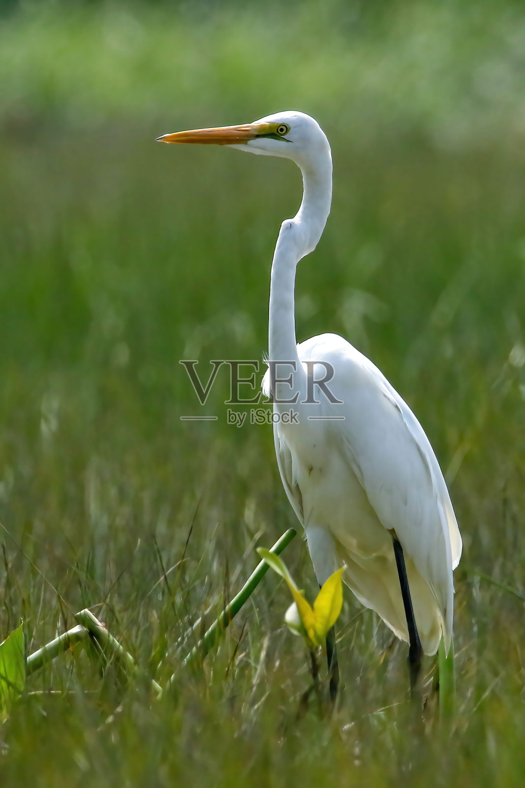 草地上一只大白鹭的垂直镜头照片摄影图片