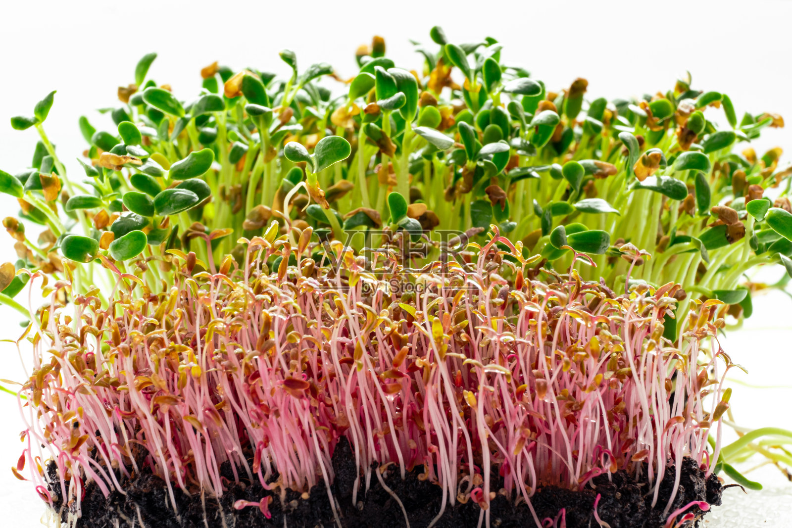 苋菜和胡芦巴的微绿色红色苋菜和胡芦巴芽从白色背景的土壤中发芽