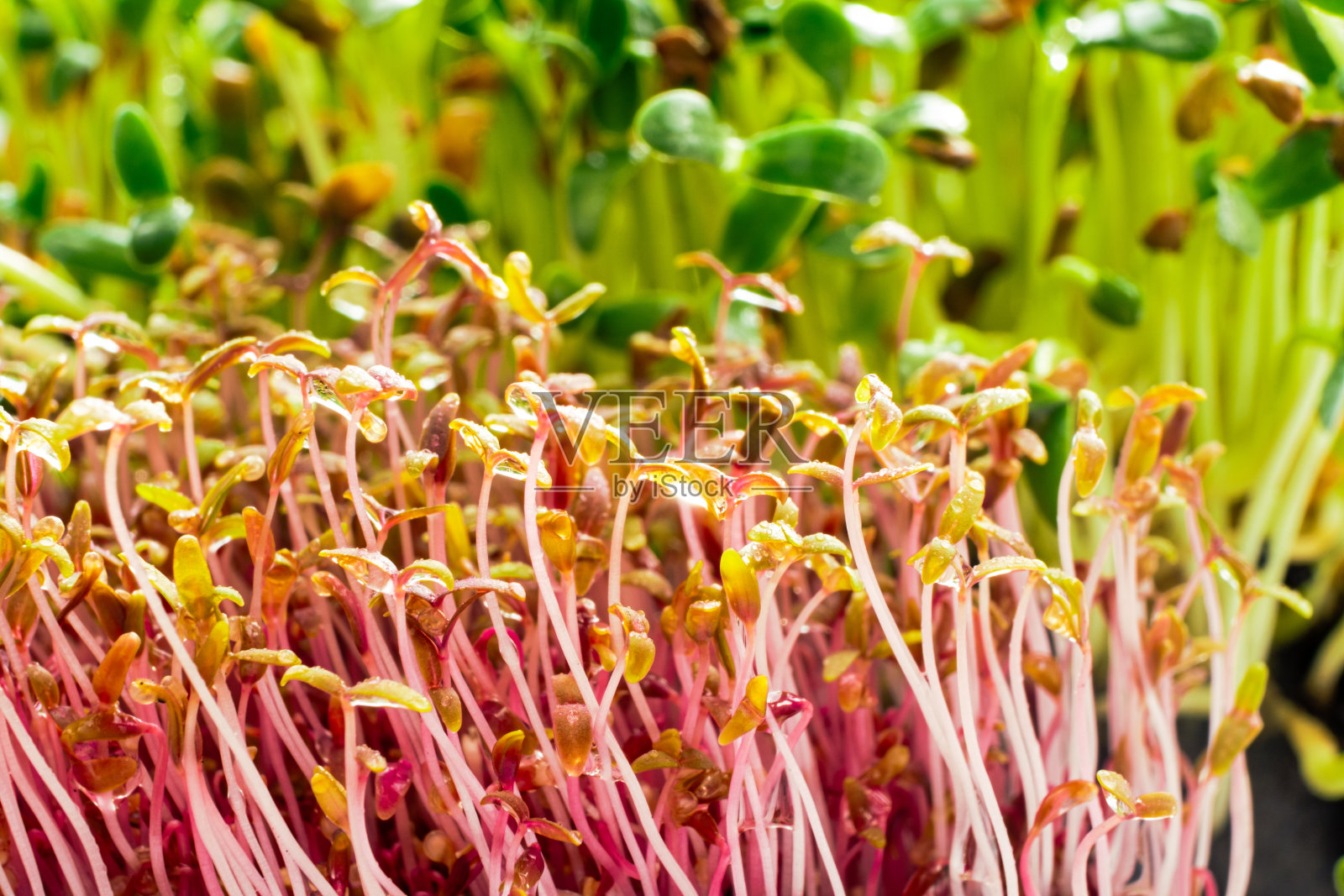 苋菜和胡芦巴的微绿色红色苋菜和胡芦巴芽从白色背景的土壤中发芽