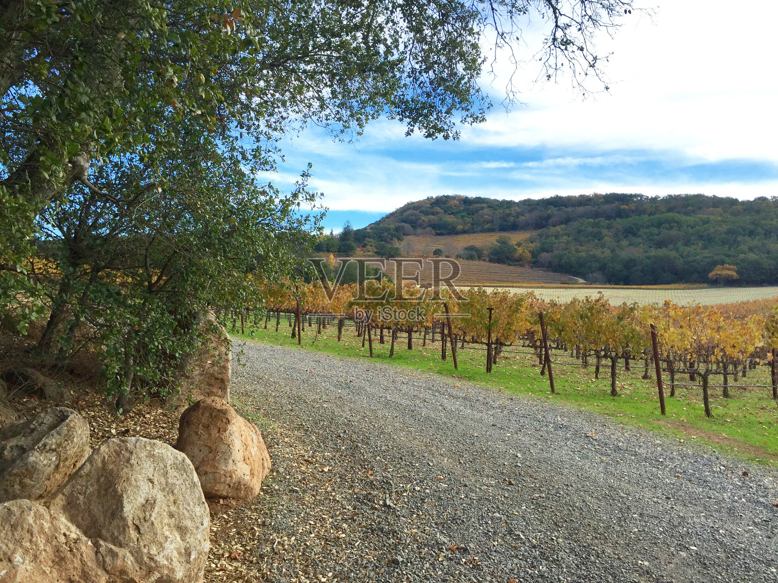 普里查德山纳帕谷的一条小路的特写镜头照片摄影图片