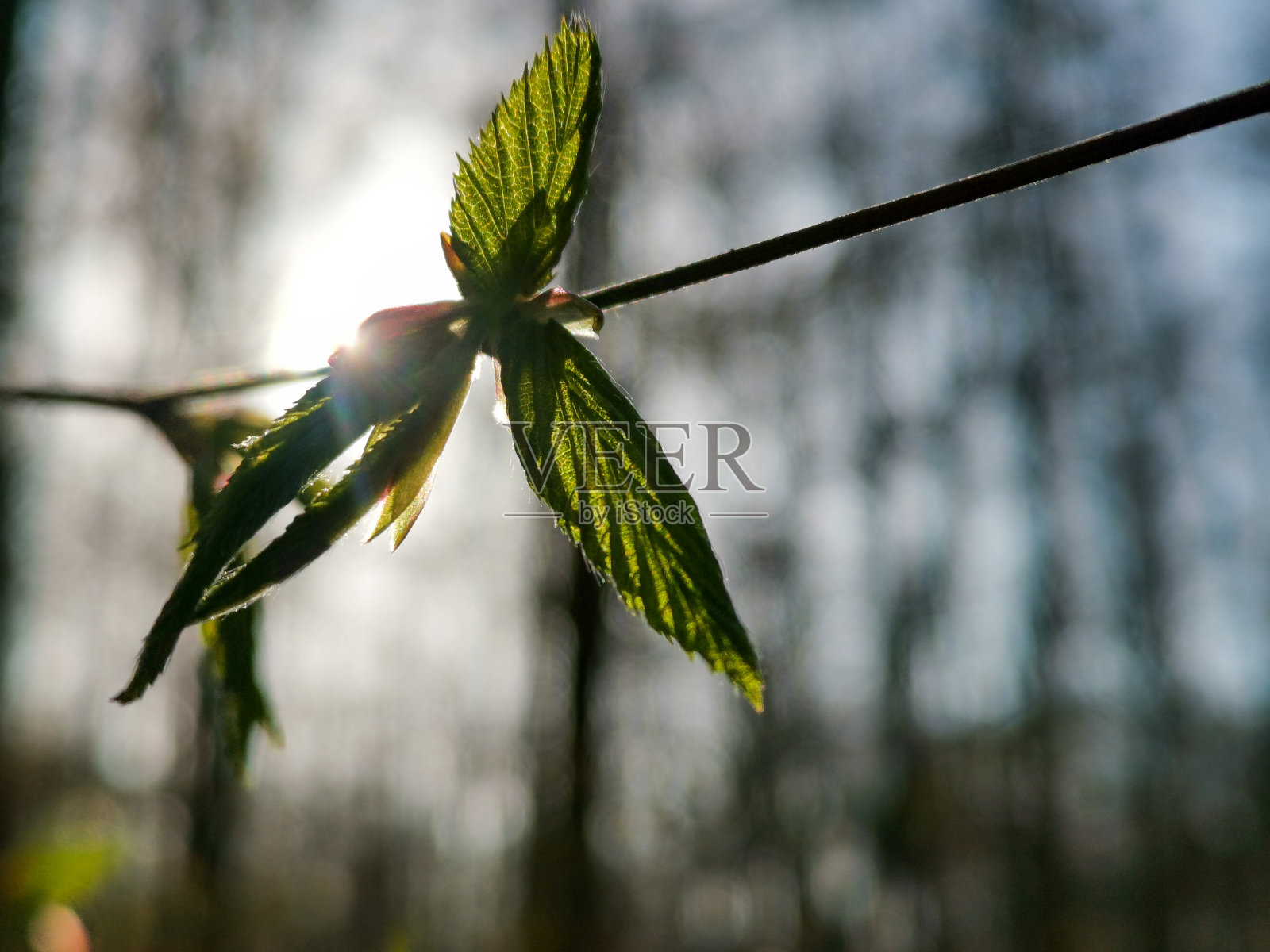 阳光下的嫩叶照片摄影图片
