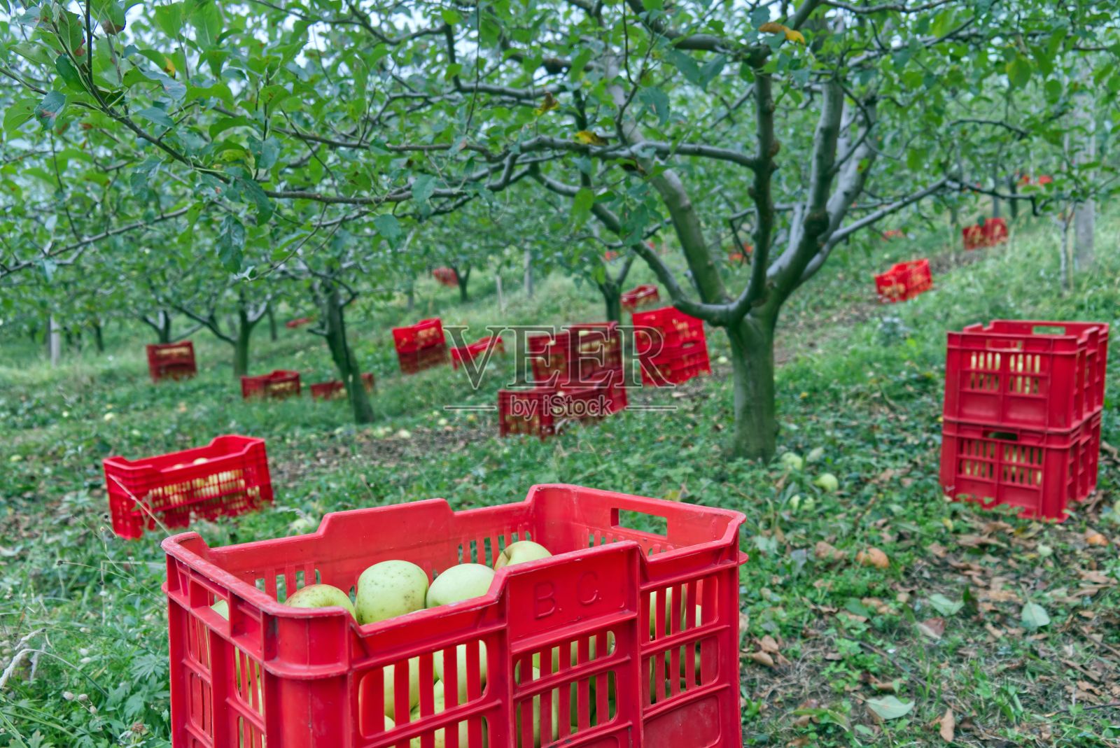 田野里收获的苹果照片摄影图片