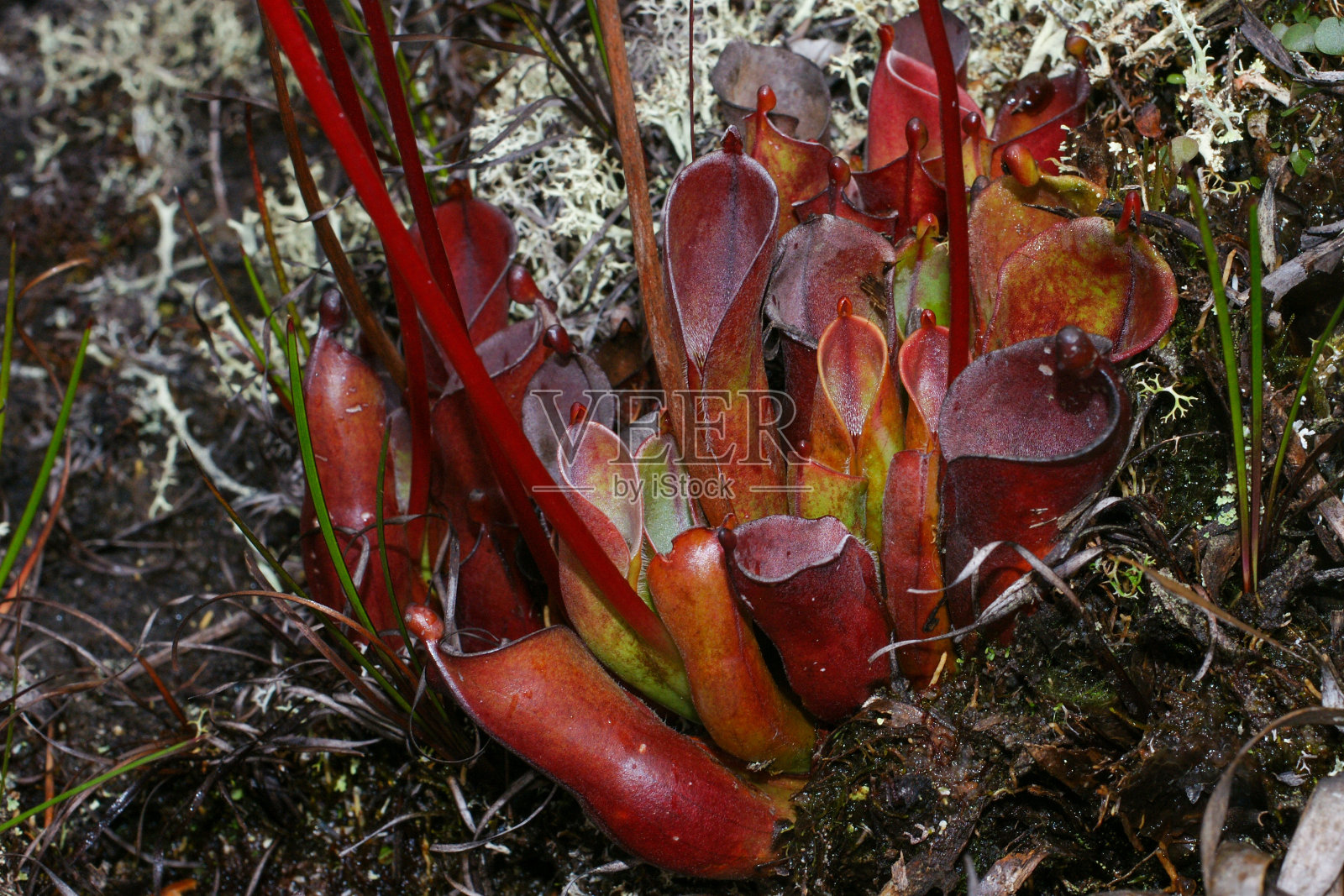 小Heliamphora的红猪笼草，委内瑞拉Amuri tepui自然栖息地特有的猪笼草照片摄影图片