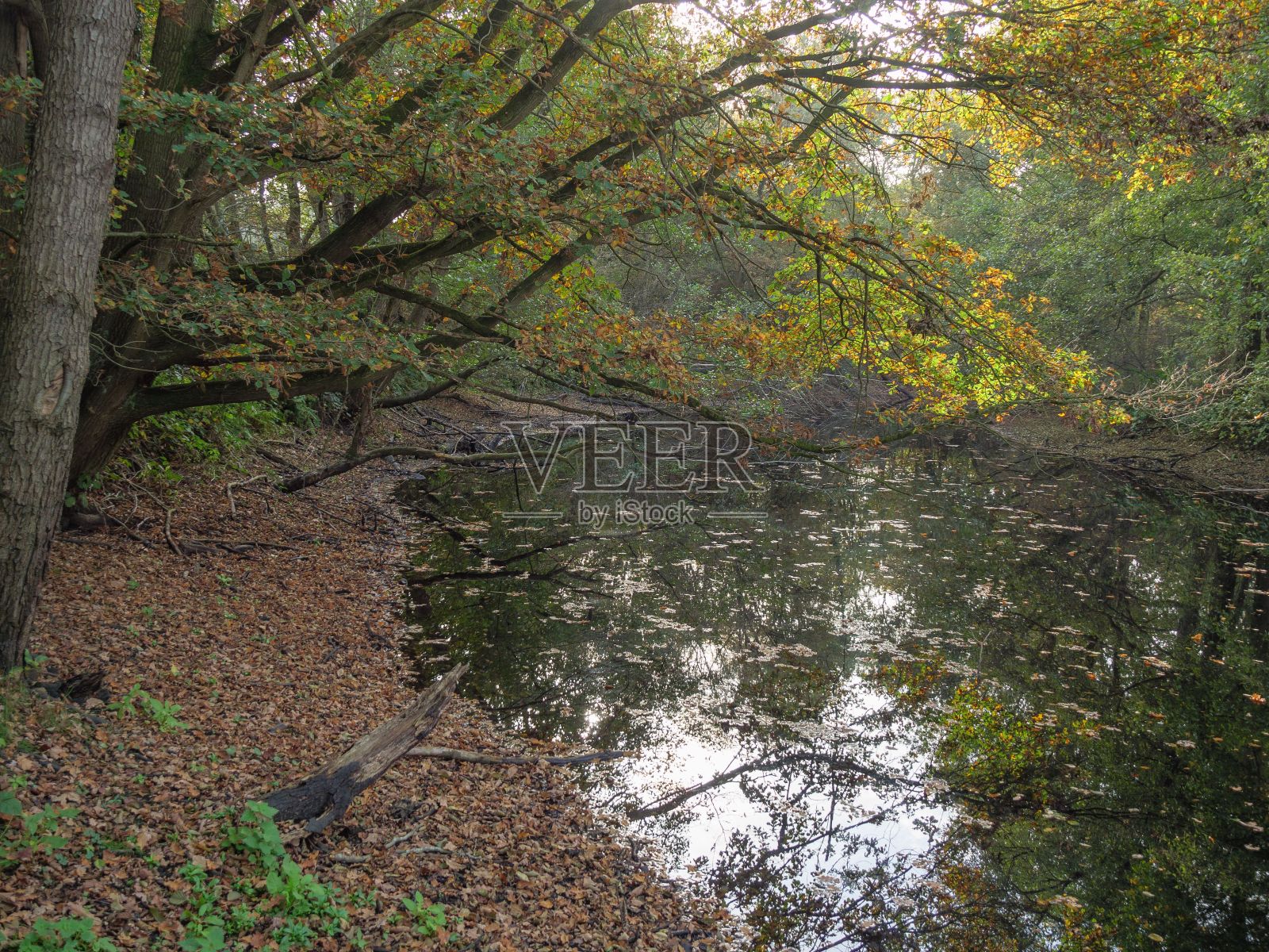 在德国埃姆利希海姆，森林中的树木倒映在河里照片摄影图片