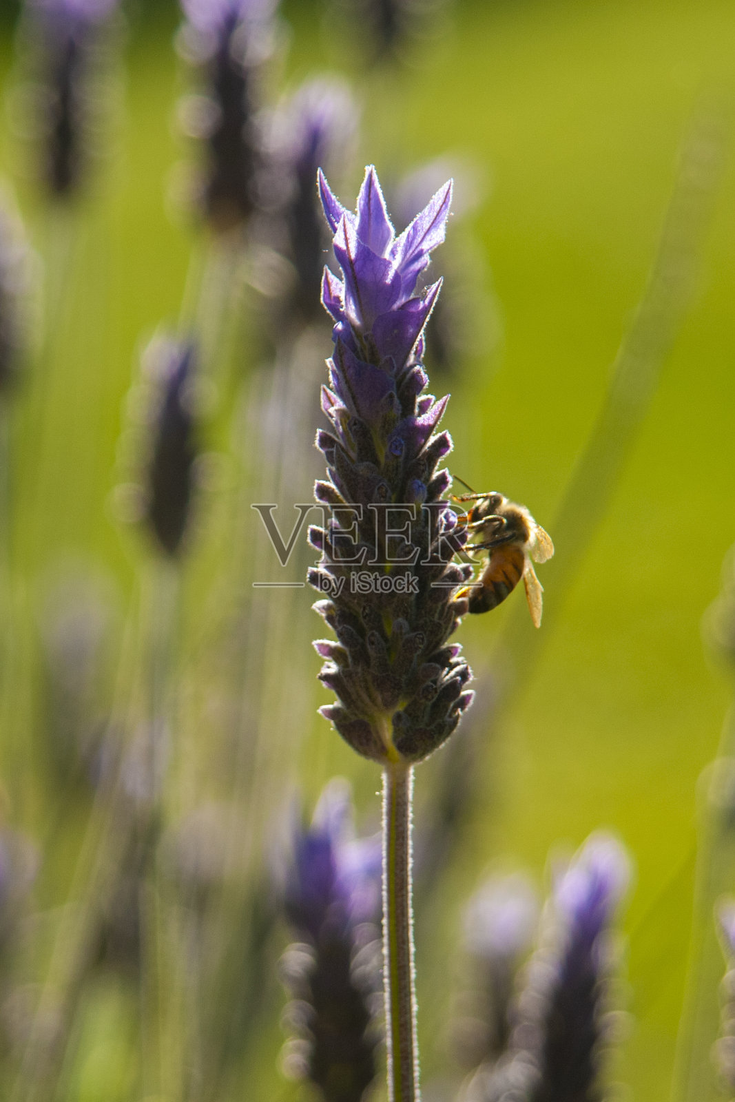 一只蜜蜂在花园里啜饮薰衣草的花蜜照片摄影图片