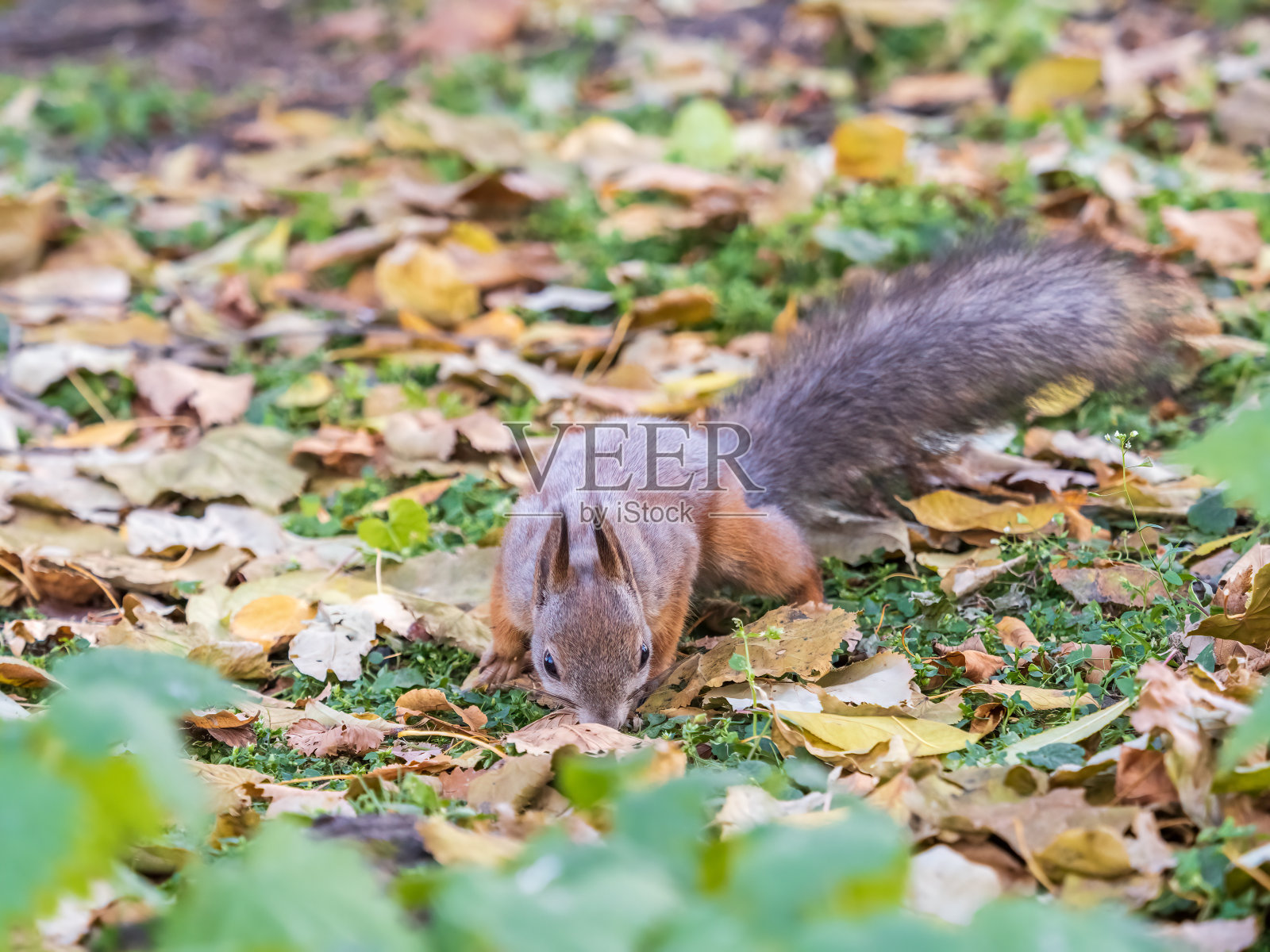 秋天的松鼠落在绿草地上的黄叶照片摄影图片
