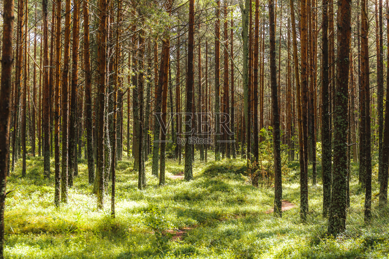 雨后潮湿的松林。阳光明媚的一天。照片摄影图片