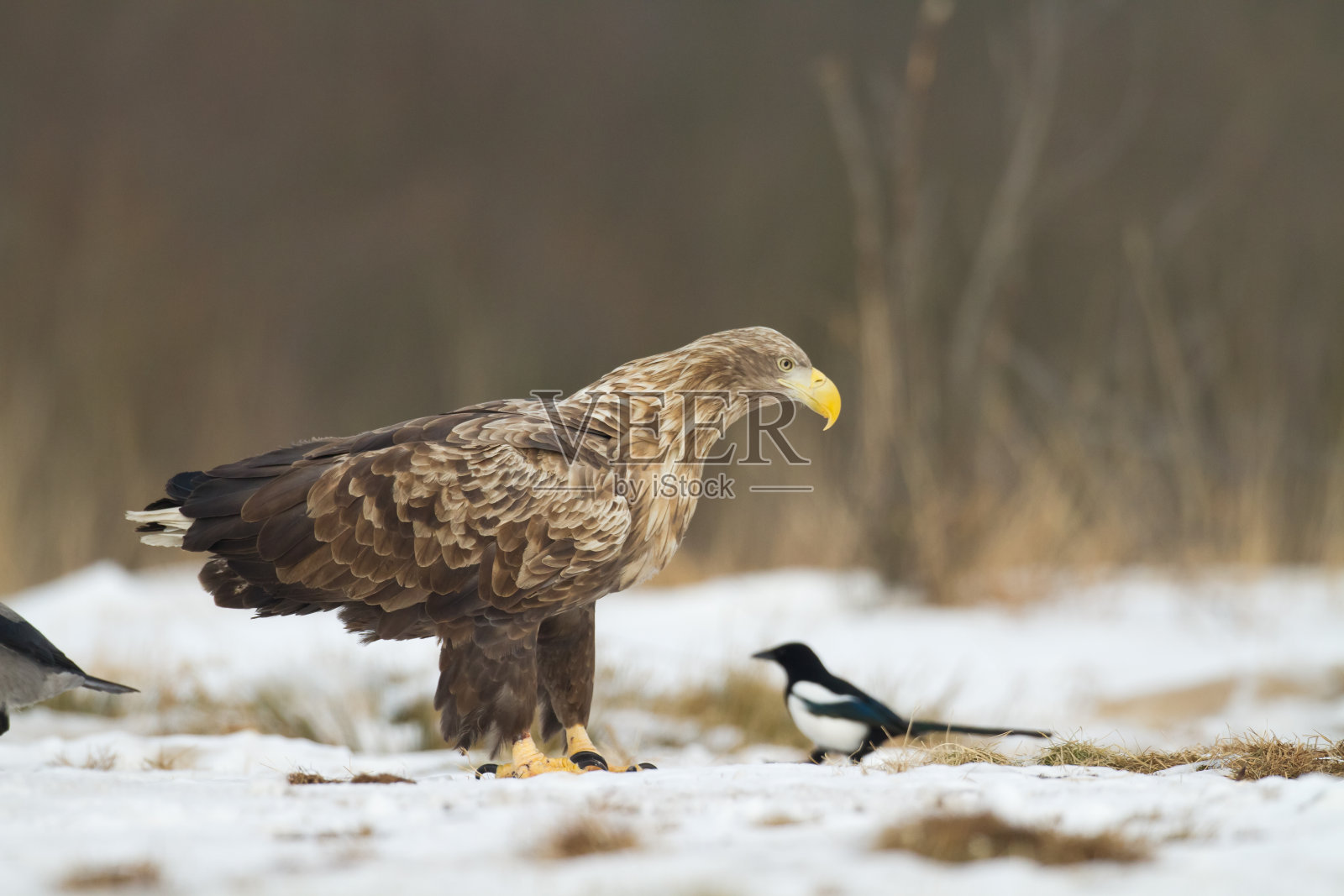 雄伟的掠食者白尾鹰，波兰野生自然中的白尾鹰照片摄影图片