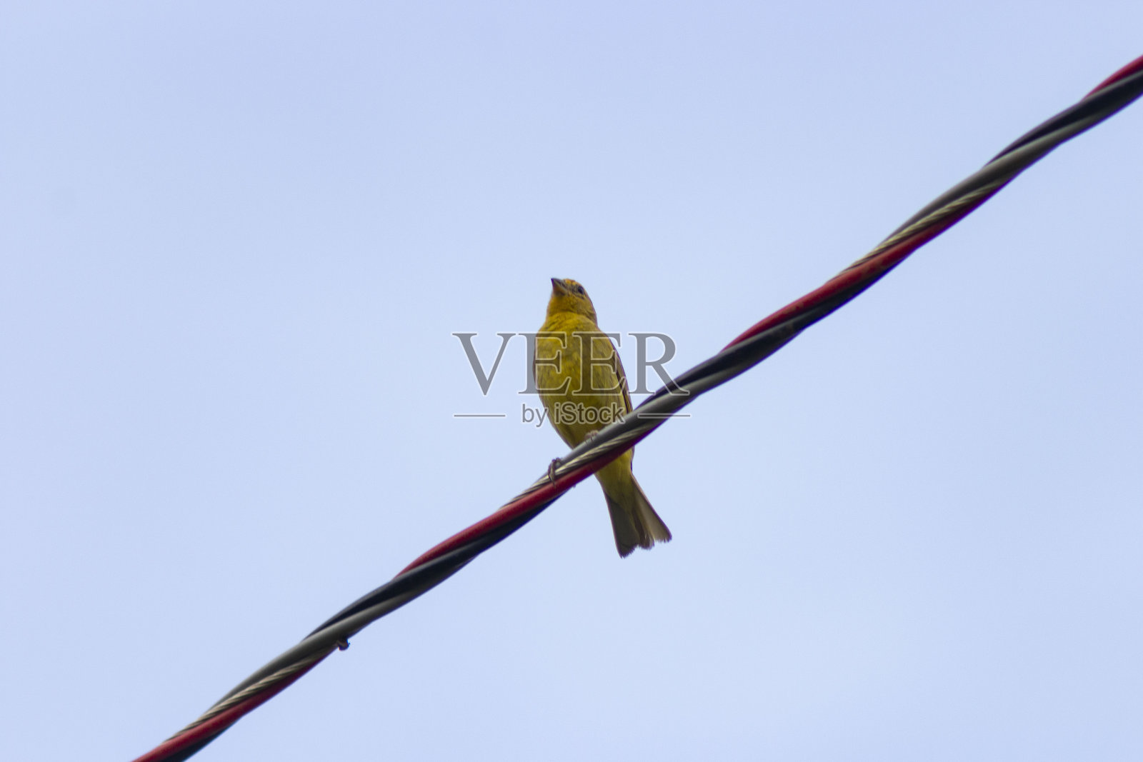 晴空下栖息在树枝上的鸟的低角度视图照片摄影图片