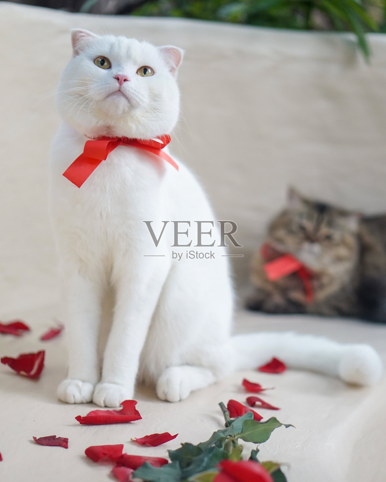 情人节照片摄影图片